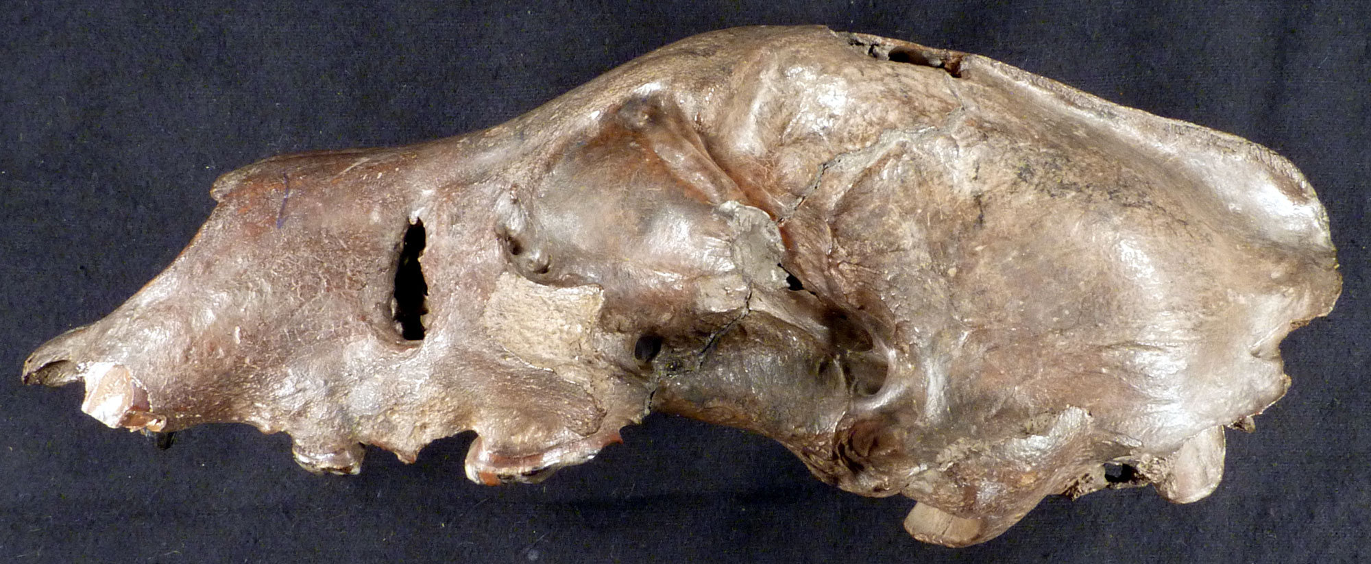 Photograph of a bear skull from the Pleistocene of Ohio. The photo shows the upper part of a bear skull with its nose pointing toward the left. The bone is medium brown in color, and the teeth are all missing or broken off.