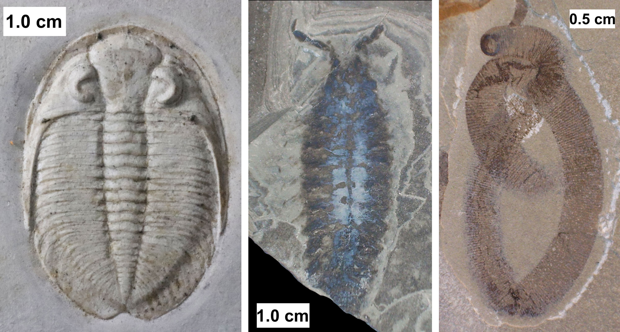 3-panel figure showing photos of animals from the Silurian Waukesha Biota of Wisconsin. Panel 1: Photo of a trilobite preserved in off-white rock. The trilobite is oriented vertically with its head toward the top of the image. The cephalon has two long, backwardly pointed spines. Panel 2: Photo of the arthropod Parioscorpio. The arthropod is oriented vertically with its head toward the top of the image. It has two appendage emerging from the head, and multiple body segments. Panel 3: Photo of a worm identified as a possible leech. The photo shows an impression of a worm on brown stone. The worm's body is folded over on itself, and it has a series of horizontally oriented dark brown bands on it.