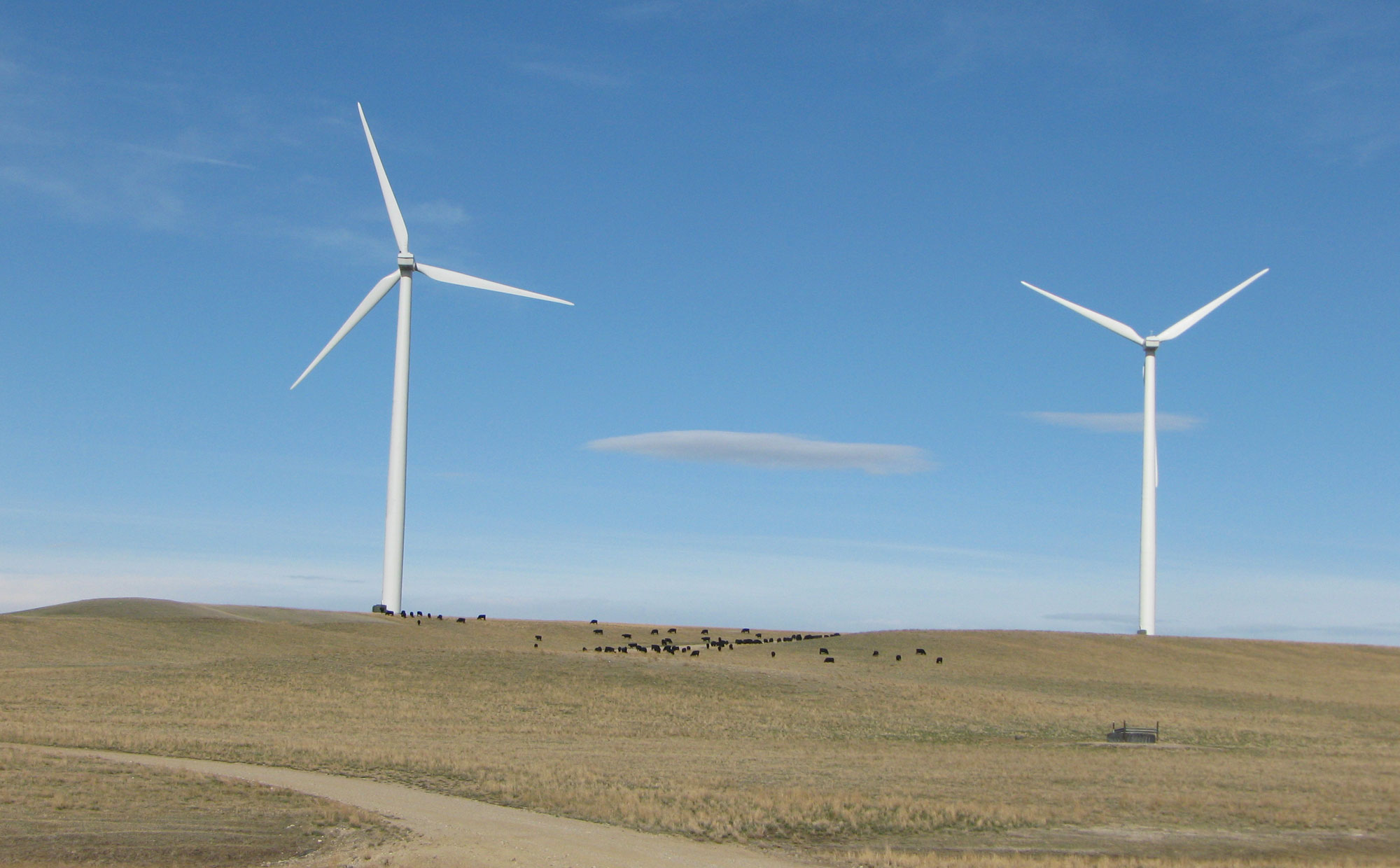 Photograph of wind turbines near Judith Gap, Montana. The photo shows two large white wind turbines on a landscape of low rolling hills covered with yellowish grass. In the foreground, a bit of a gravel road can be seen. In the background, in front of the turbines, a herd of cows are grazing.