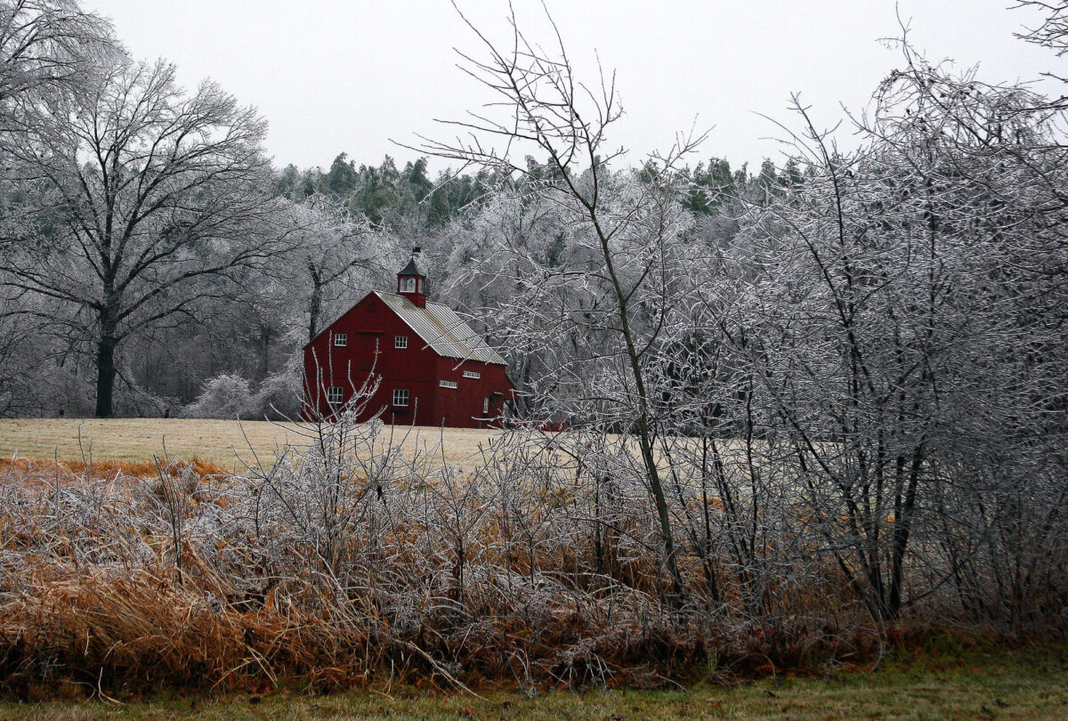 Photo of a barn in a field surrounded by plants covered with a layer of ice from an ice storm