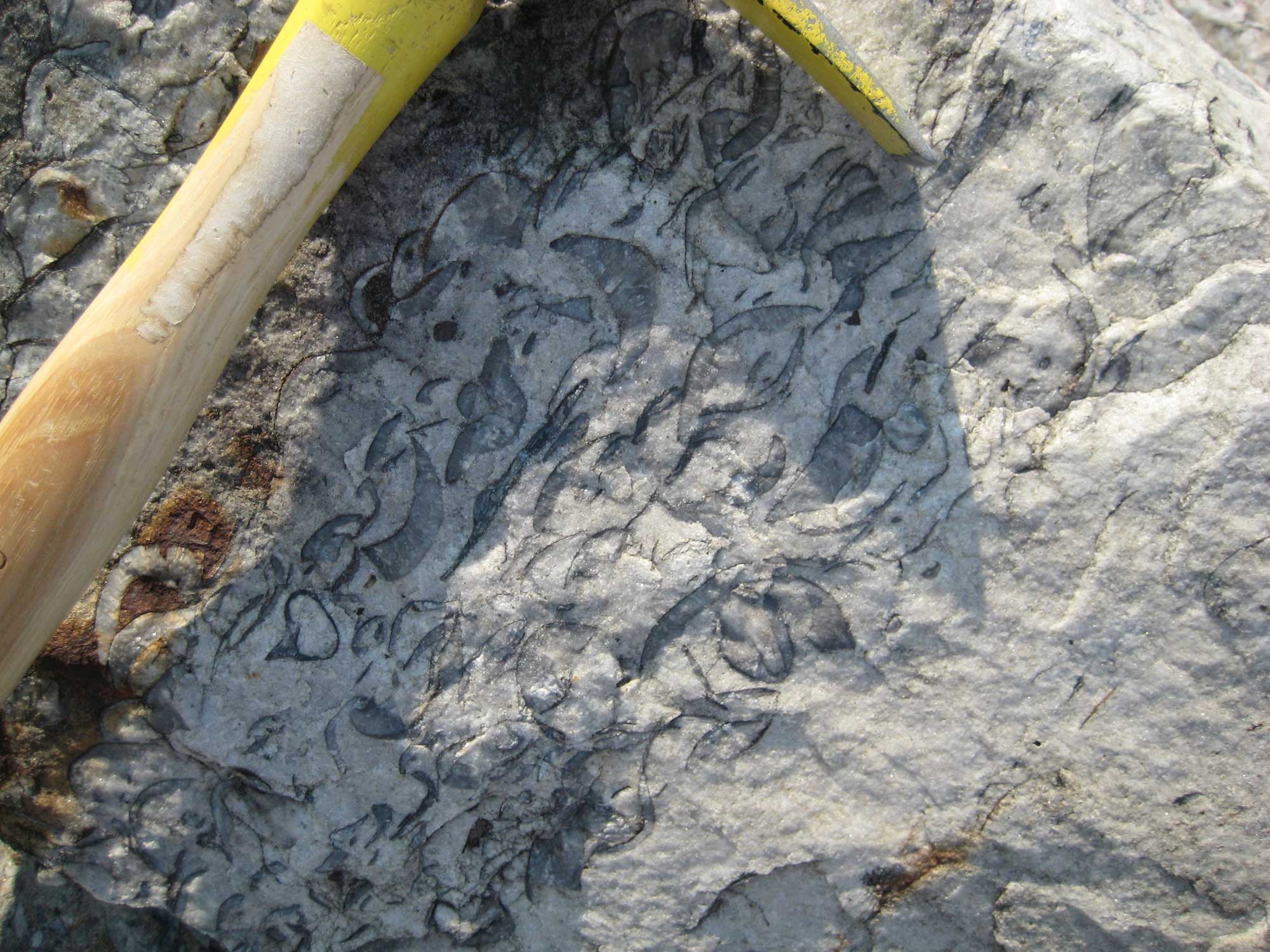 Photograph of Oriskany Sandstone from New York. The photo shows a nearly white sandstone with gray brachiopod shells shown in section. A rock hammer with a yellow head and wooden handle sits on top of the rock (only part of the hammer can be seen in the image).
