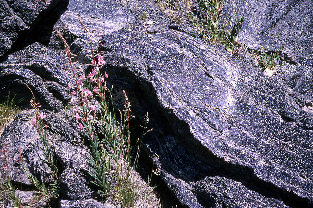 Photograph of obsidian in the field that includes perlite.