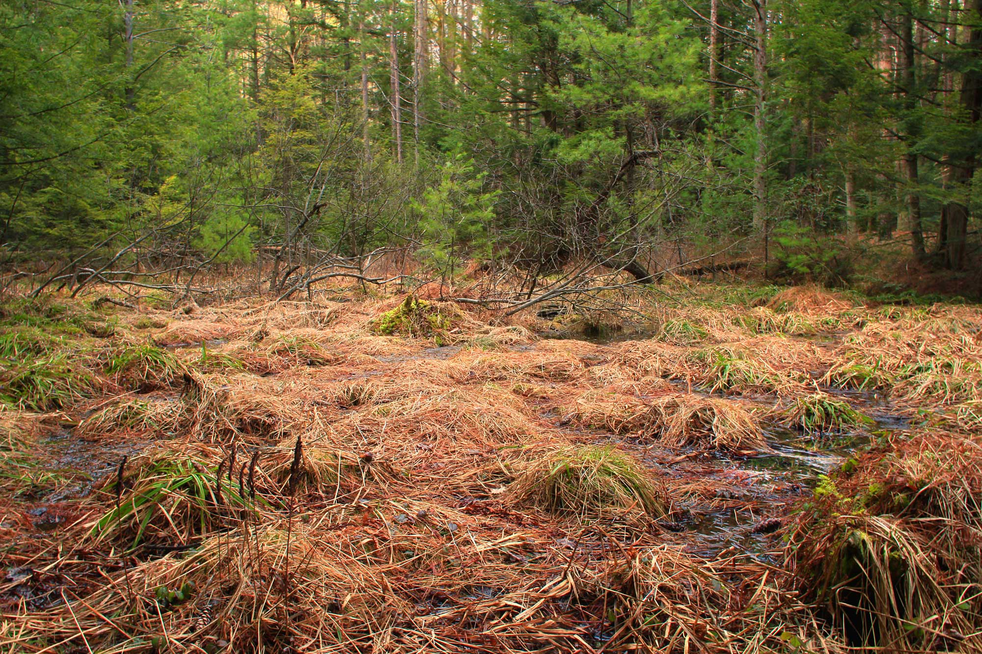 Photograph of a pingo scar in Bald Eagle State Forest, Pennsylvania. The photo shows a small wetland area covered with sedges and the spore-producing structures of sensitive fern. Pines flank the far edge of the wetland.