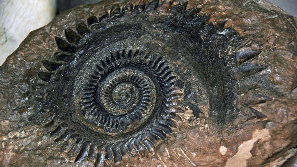 Photograph of a whorl of teeth from a fossil buzzsaw shark.