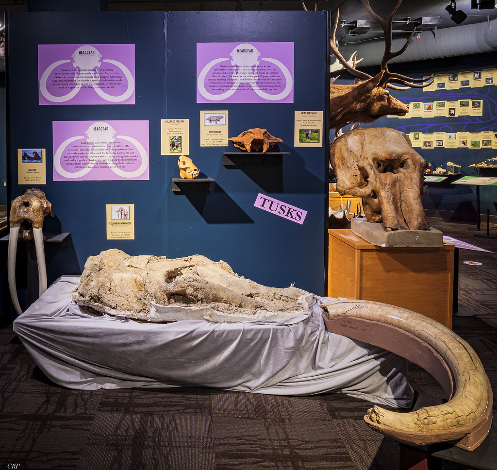 Photograph of a display of skulls at the Idaho Museum of Natural History.