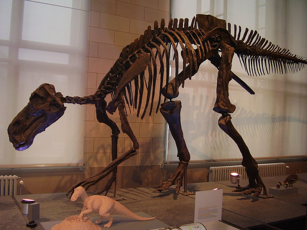 Photograph of a Maiasaura dinosaur skeleton from Montana.