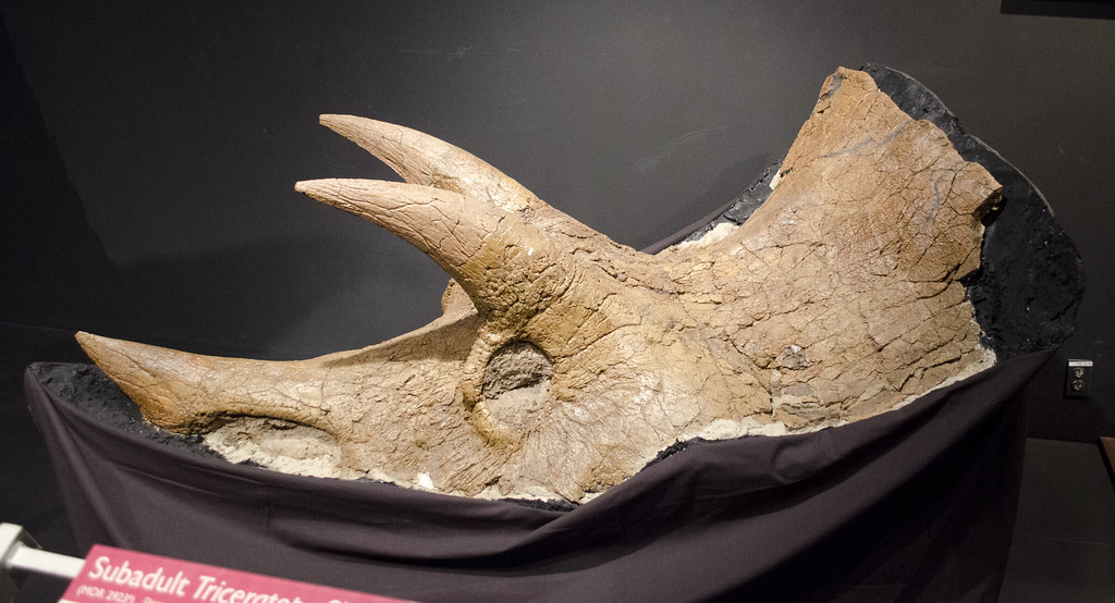 Photograph of a Triceratops dinosaur skull on display at the Museum of the Rockies in Montana.