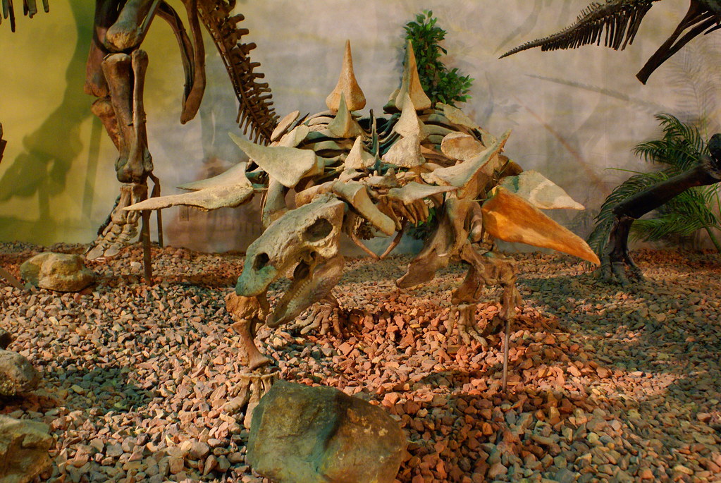 Photograph of a dinosaur skeleton on display at the Wyoming Dinosaur Center.