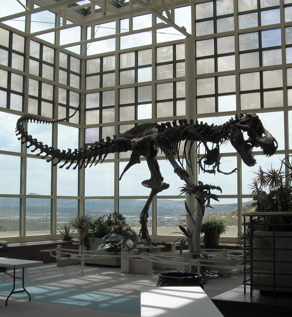 Photograph of a Tyrannosaurus rex skeleton on display at the Western Wyoming Community College Museum of Natural History.