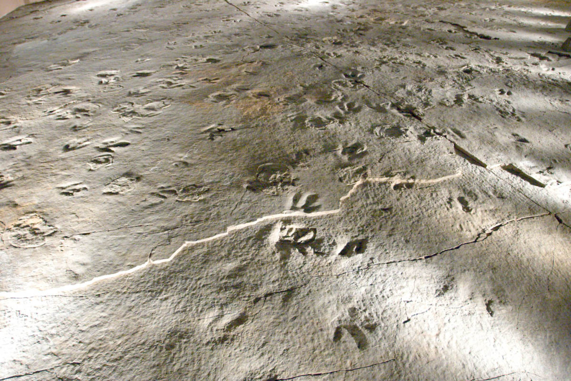 Photo of dinosaur footprints