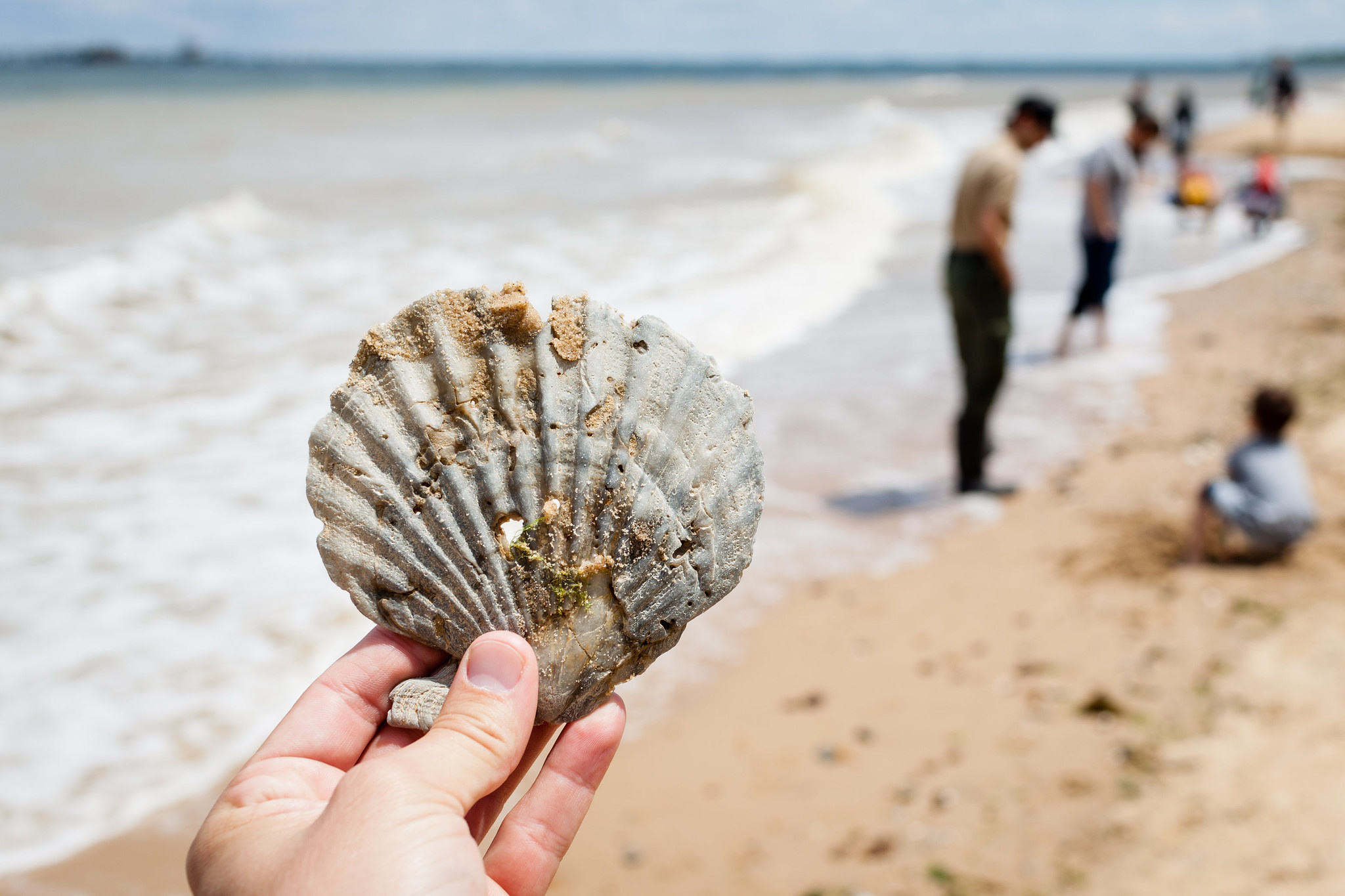 Photo of a person's hand holding a fossil scallop shell on a beach