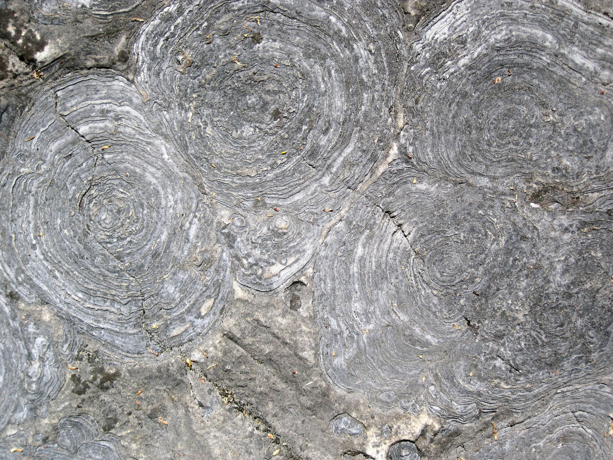 Photo of stromatolite fossil