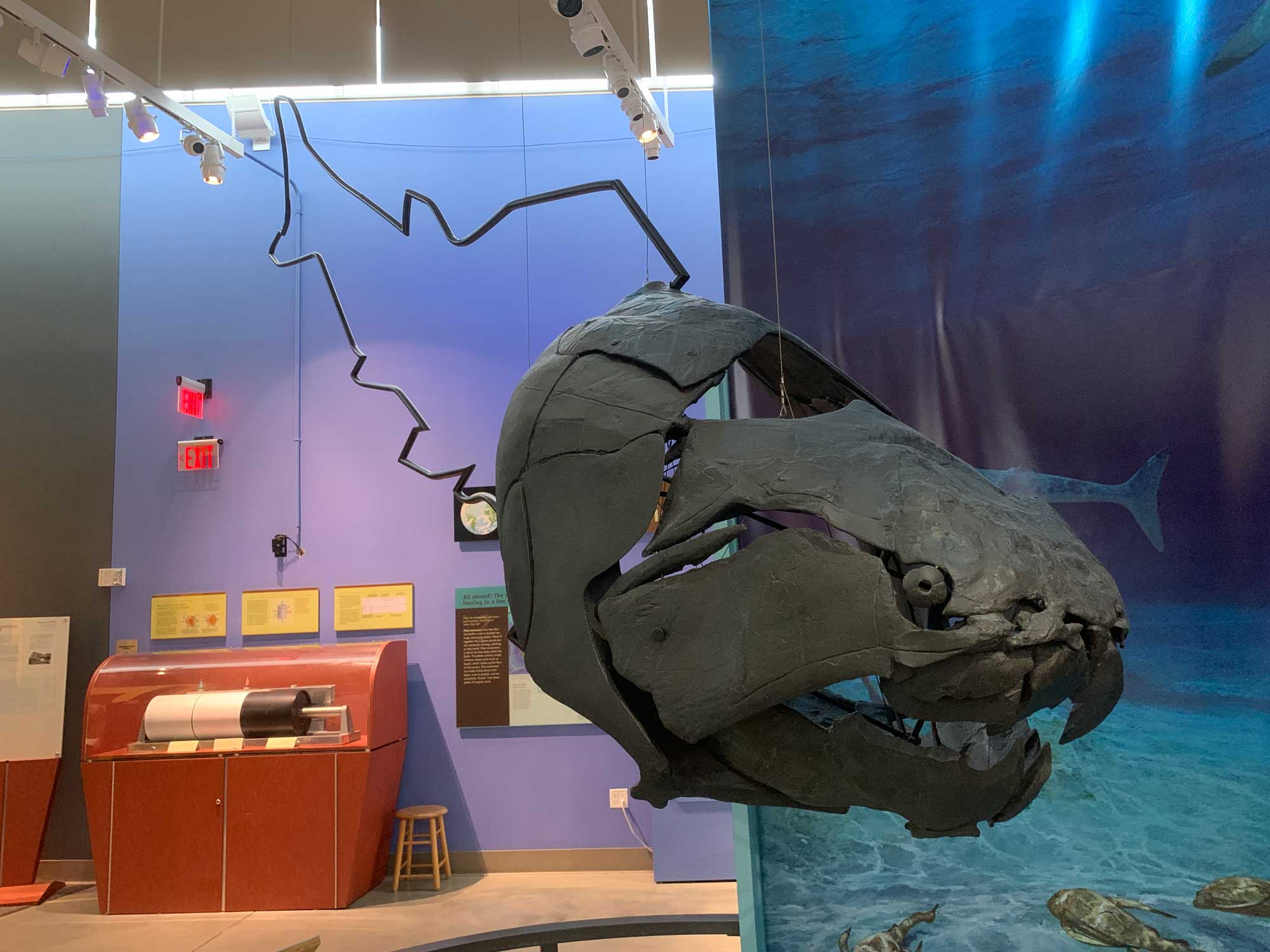 Photograph of a Dunkleosteus skull.