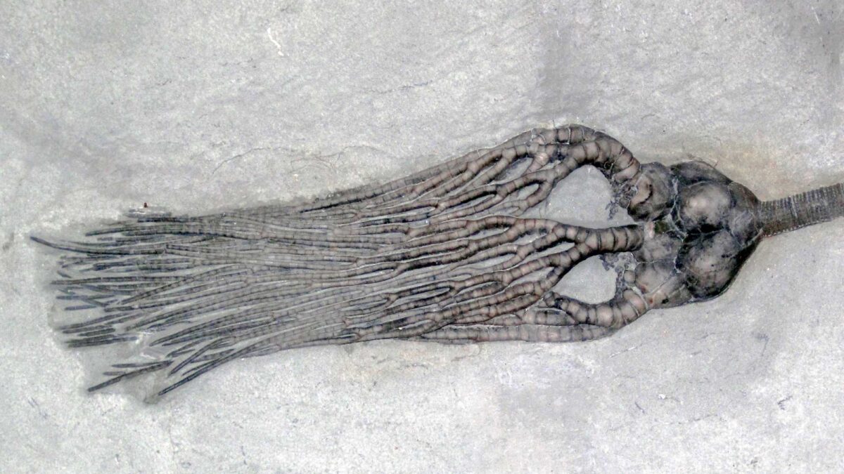 Photograph of a Mississippian crinoid fossil from Indiana.