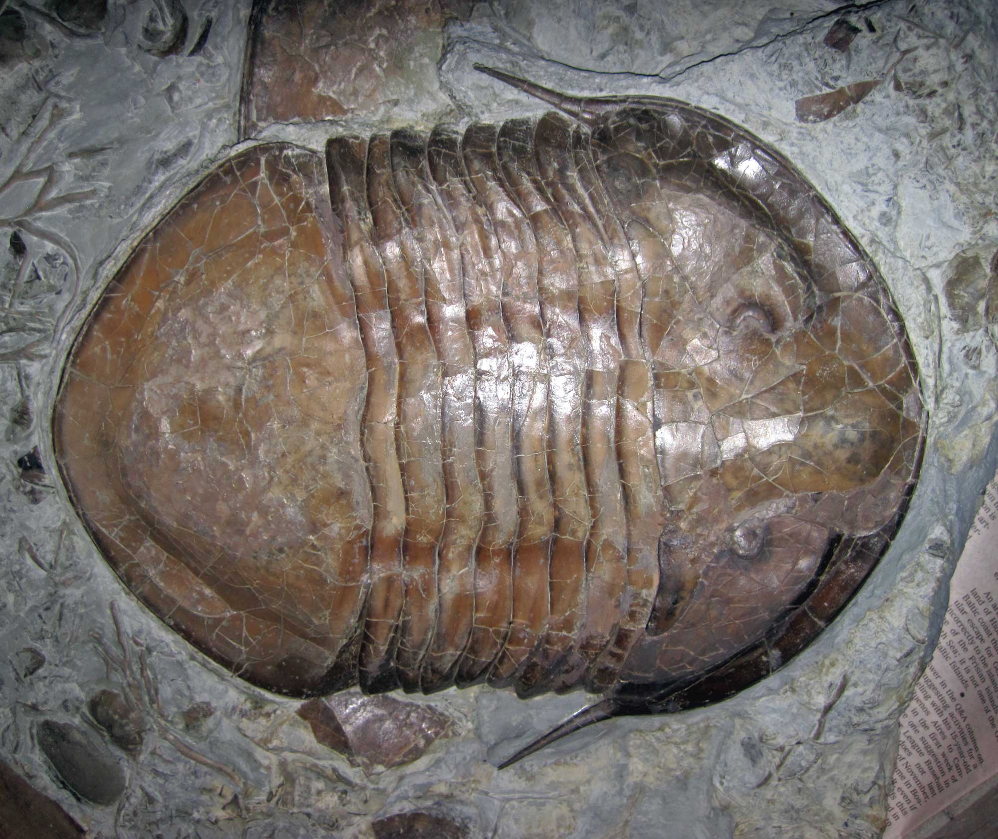 Photograph of an Isotelus maximus trilobite fossil from the Ordovician of Ohio.