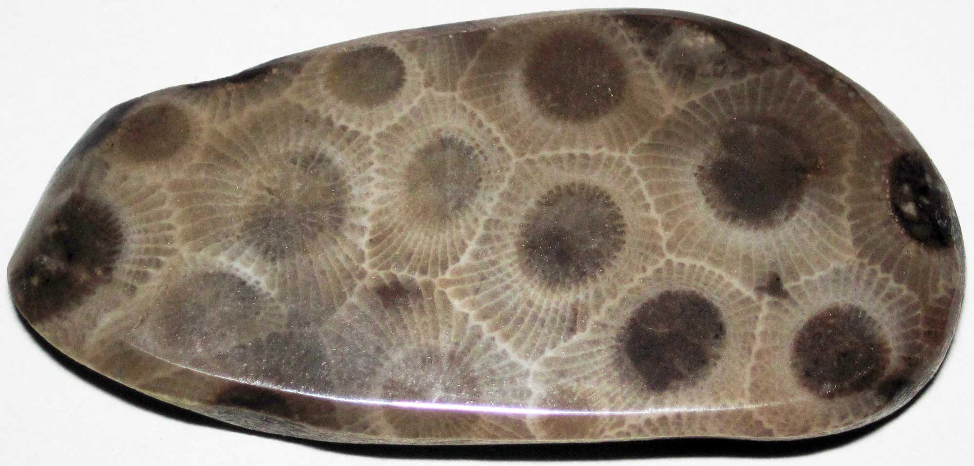 Photograph of a piece of Petoskey stone from Michigan.