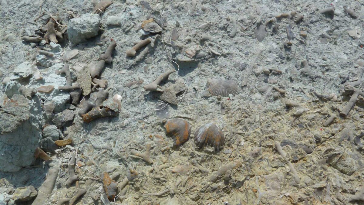 Photograph of Ordovician invertebrate fossils in the field in Ohio.