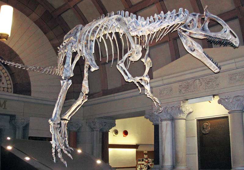 Photograph of a Cryolophosaurus ellioti theropod dinosaur skeleton on display at the Orton Geological Museum in Columbus, Ohio.