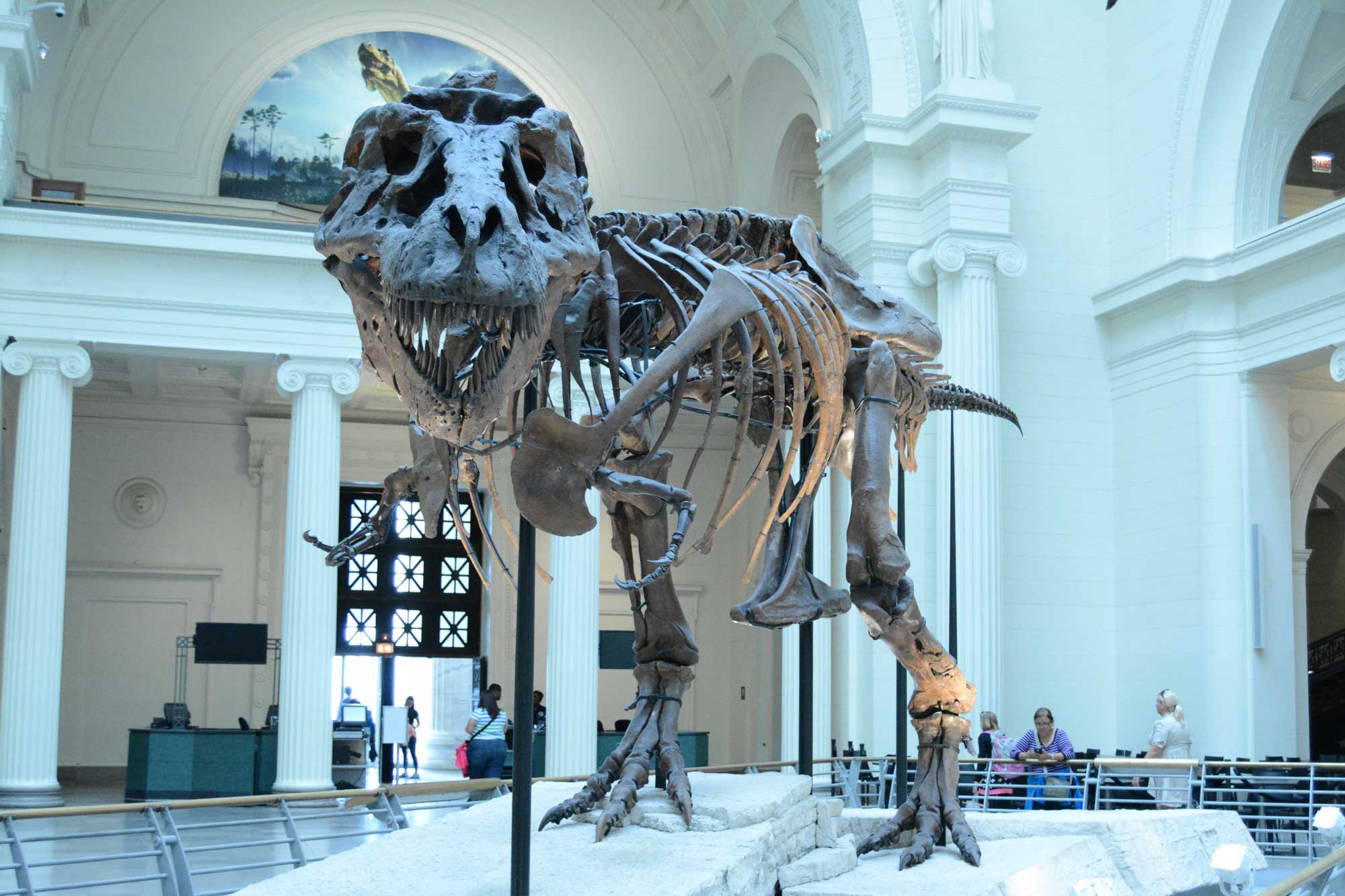 Photograph of Sue the T. rex on exhibit at the Field Museum in Chicago.