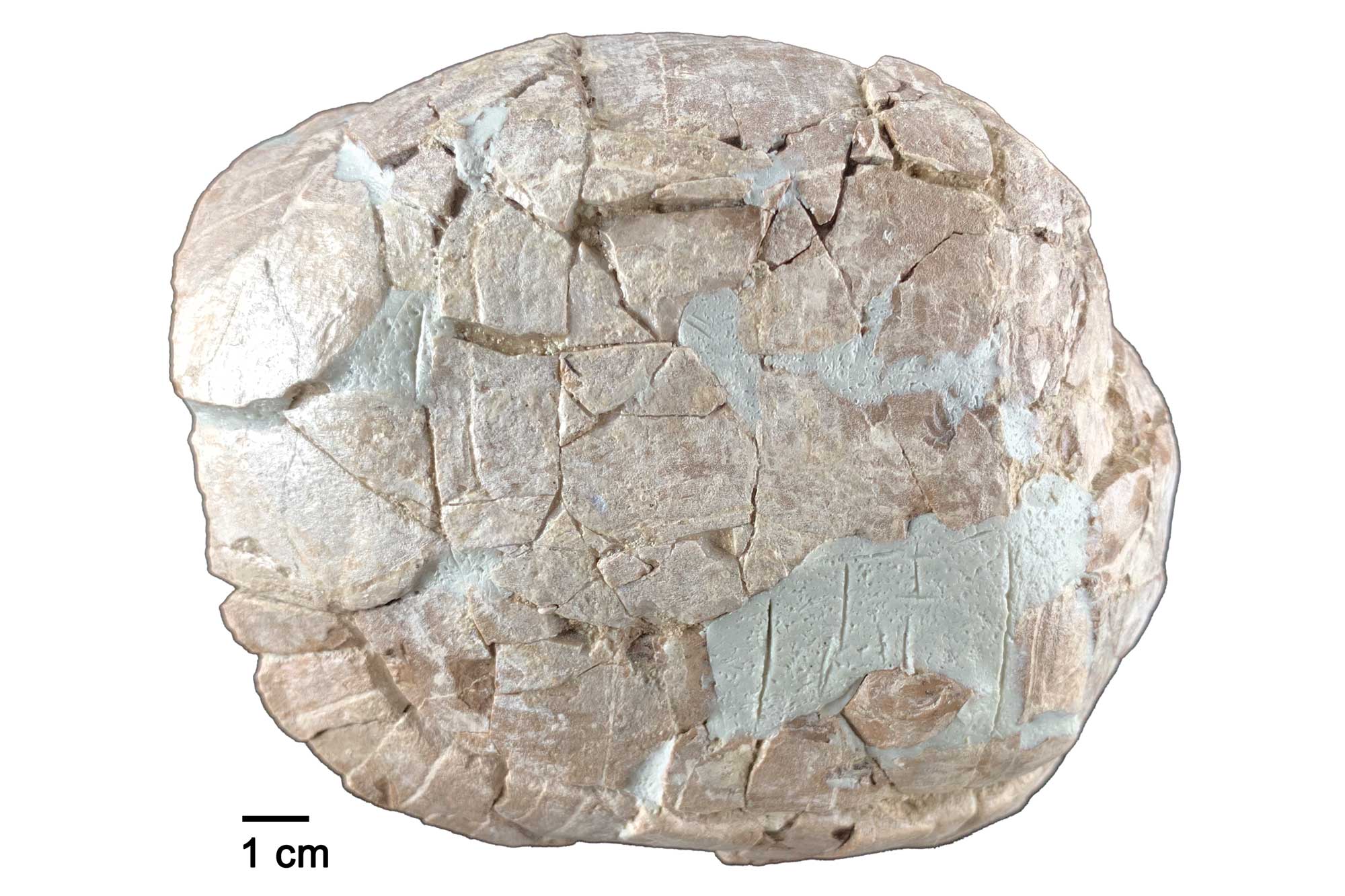 Photograph of an Eocene fossil tortoise shell from Nebraska.
