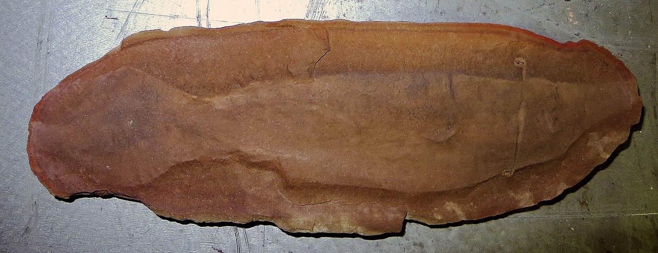 Photograph of a Tully monster fossil.