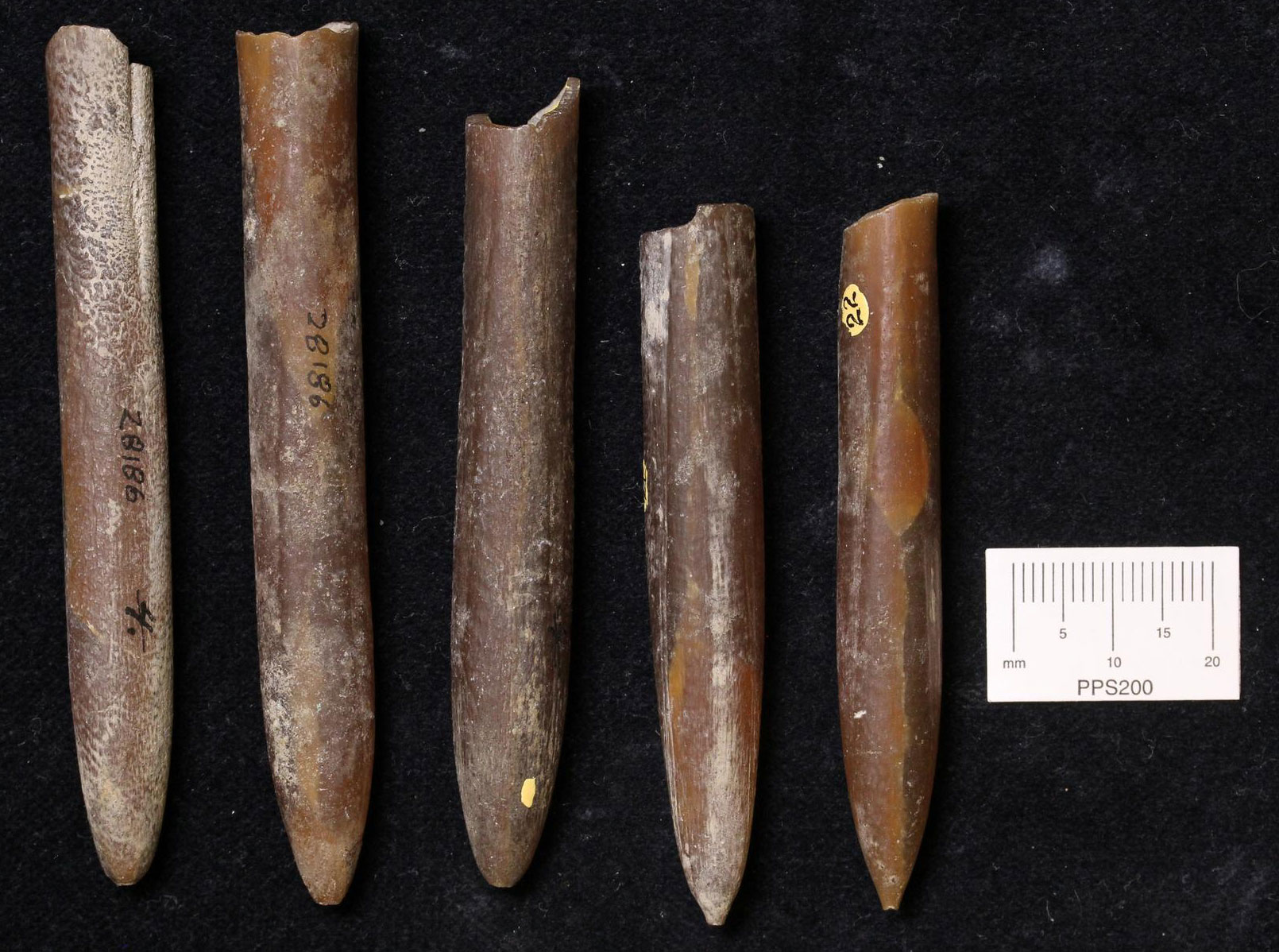 Photograph of belemnites from the Cretaceous of New Jersey. The photo shows five belemnite fossils in a row. The fossils are brown in color and cylindrical in shape with one tapered end.