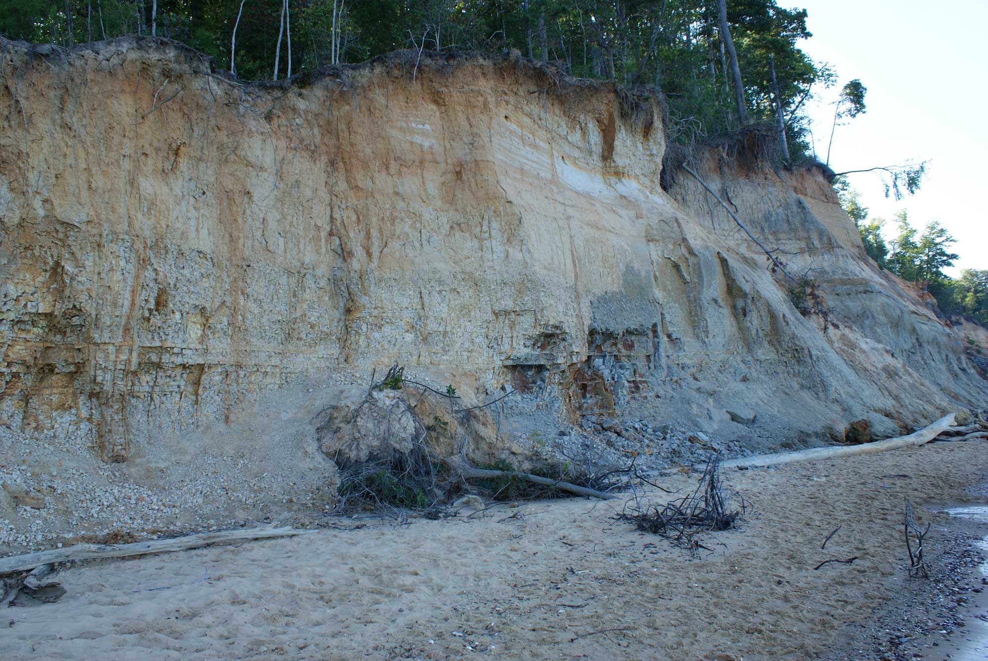 Photograph of Calvert Cliffs at Calvert Cliffs State Park in Maryland. The photo shows beachside cliffs with trees on top.
