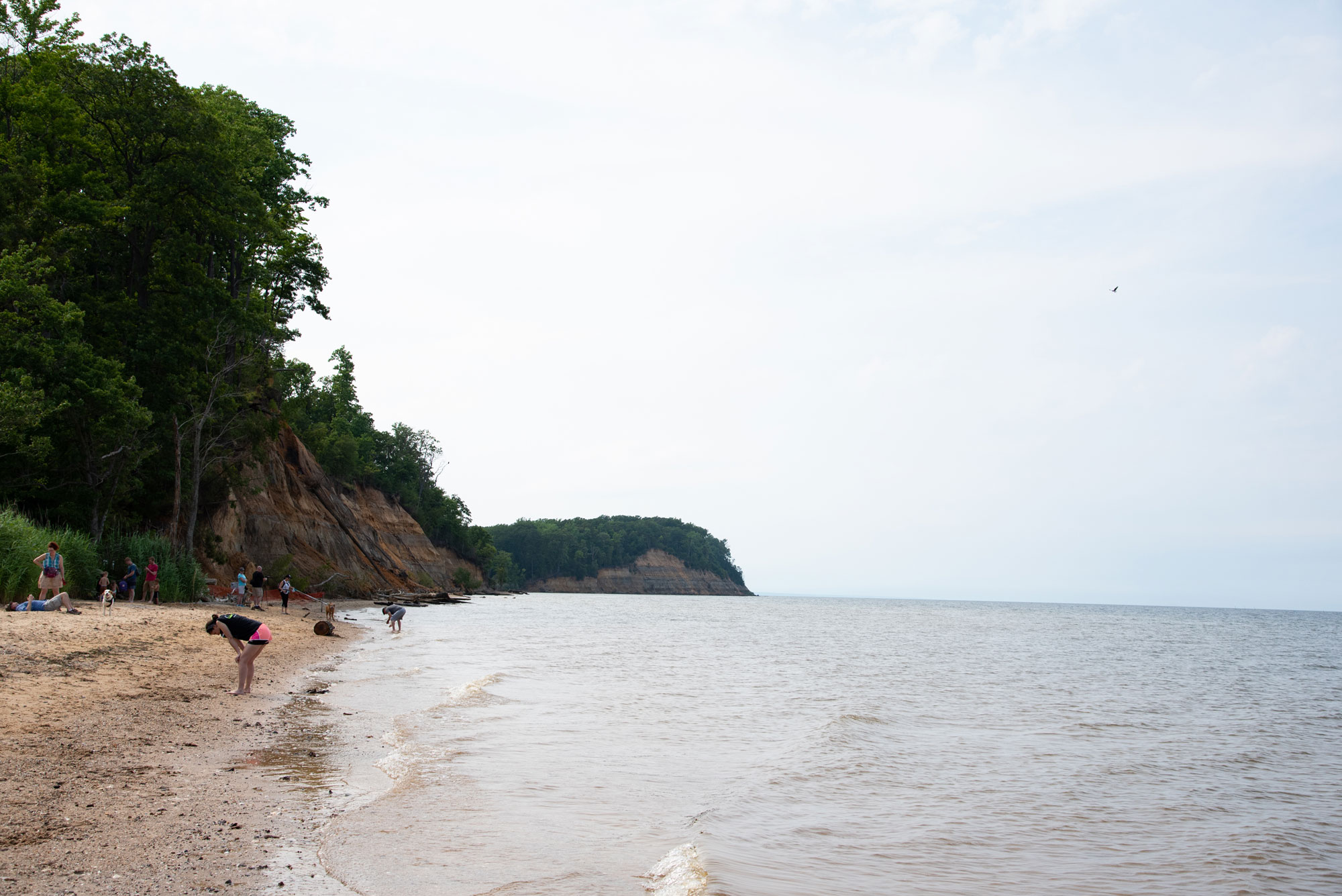 Photograph of Calvert Cliffs at Calvert Cliffs State Park in Maryland. The photo shows beachside cliffs with trees on top. People are hunting for fossils on the beach.