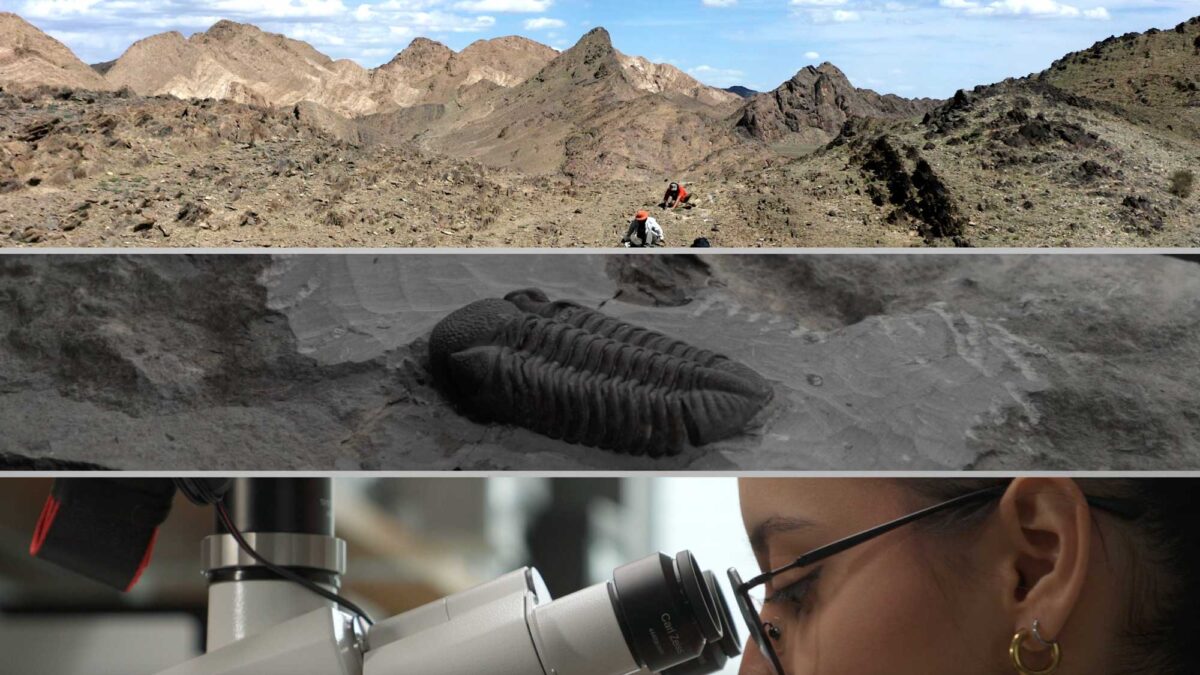 Image showing three photographs, including people looking for fossils, a trilobite, and a person looking into a microscope.