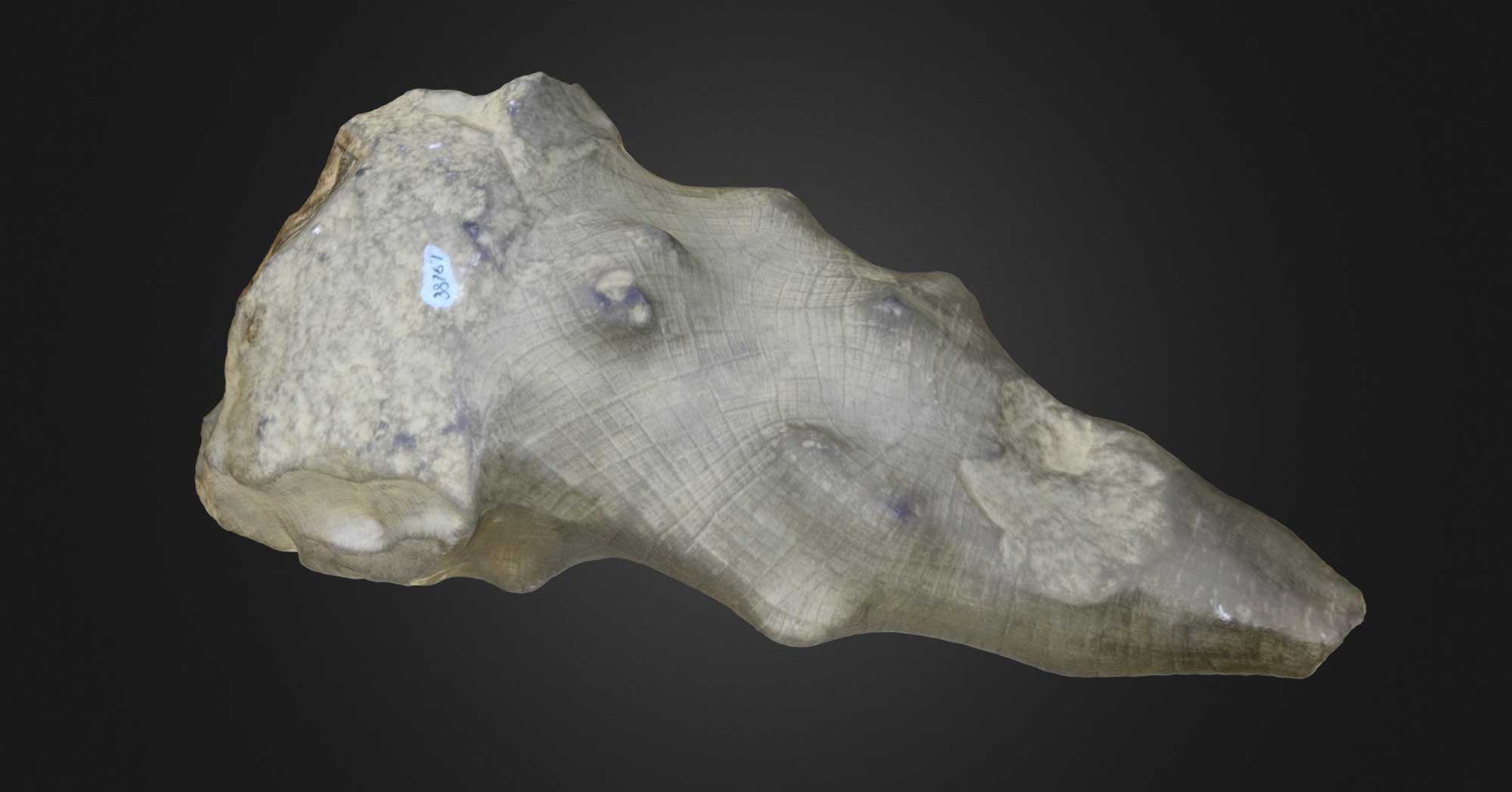 Image showing a 3D model of a Devonian glass sponge fossil from New York.