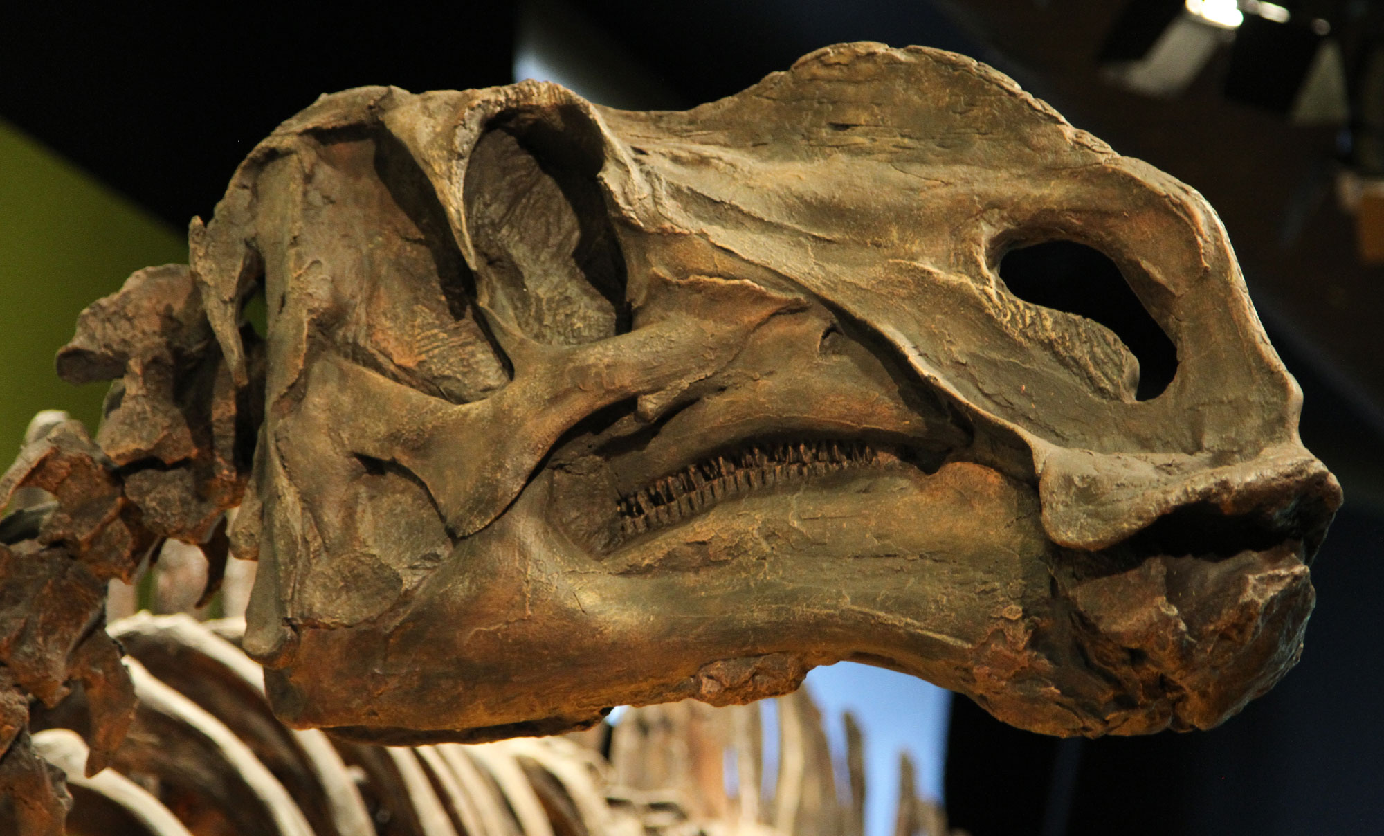Photograph of the skull of Hadrosaurus foulkii from New Jersey. The photo shows the skull of a herbivorous dinosaur.