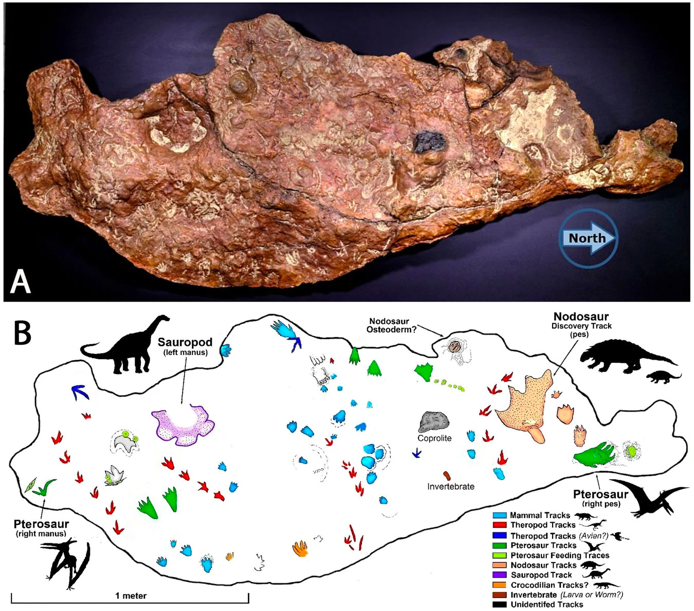 Photograph and drawing of an Early Cretaceous fossil trackway that was found on the campus of the NASA Goddard Space Flight Center in Maryland. The image shows a photograph of a rock slab with the tracks of dinosaurs and other animals. Below the photo, a drawing shows the trackways more clearly.