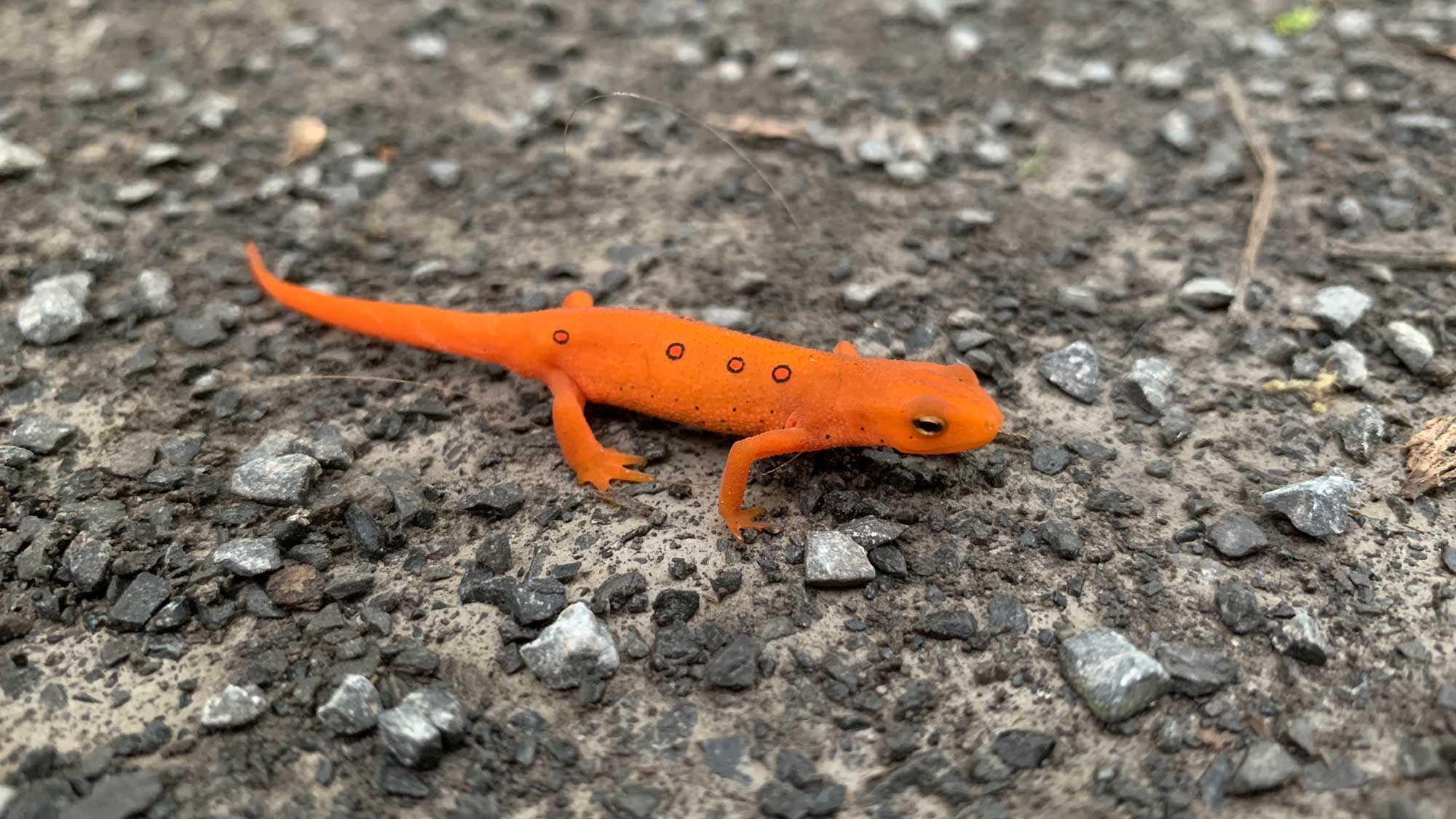Photograph of a small red eft salamander.