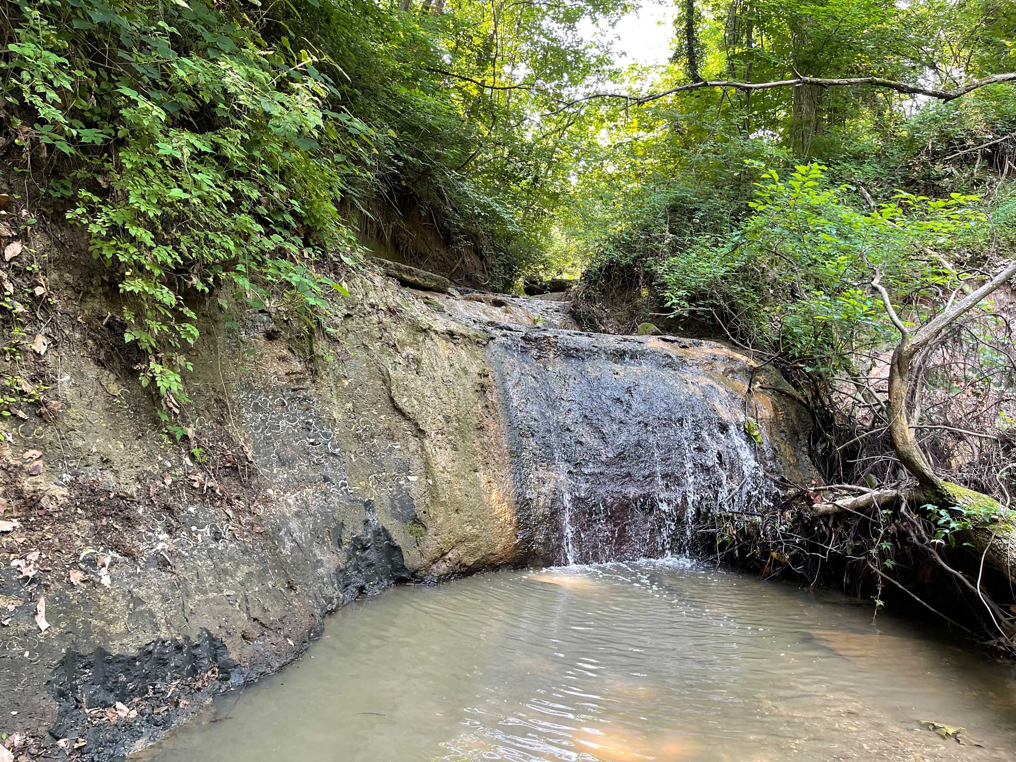 Photograph of the Paleocene Aquia Formation in Maryland. The photo shows a short cliff over which a little water is flowing. The cliff stands above a pool of muddy water. Plants are growing above the cliff.