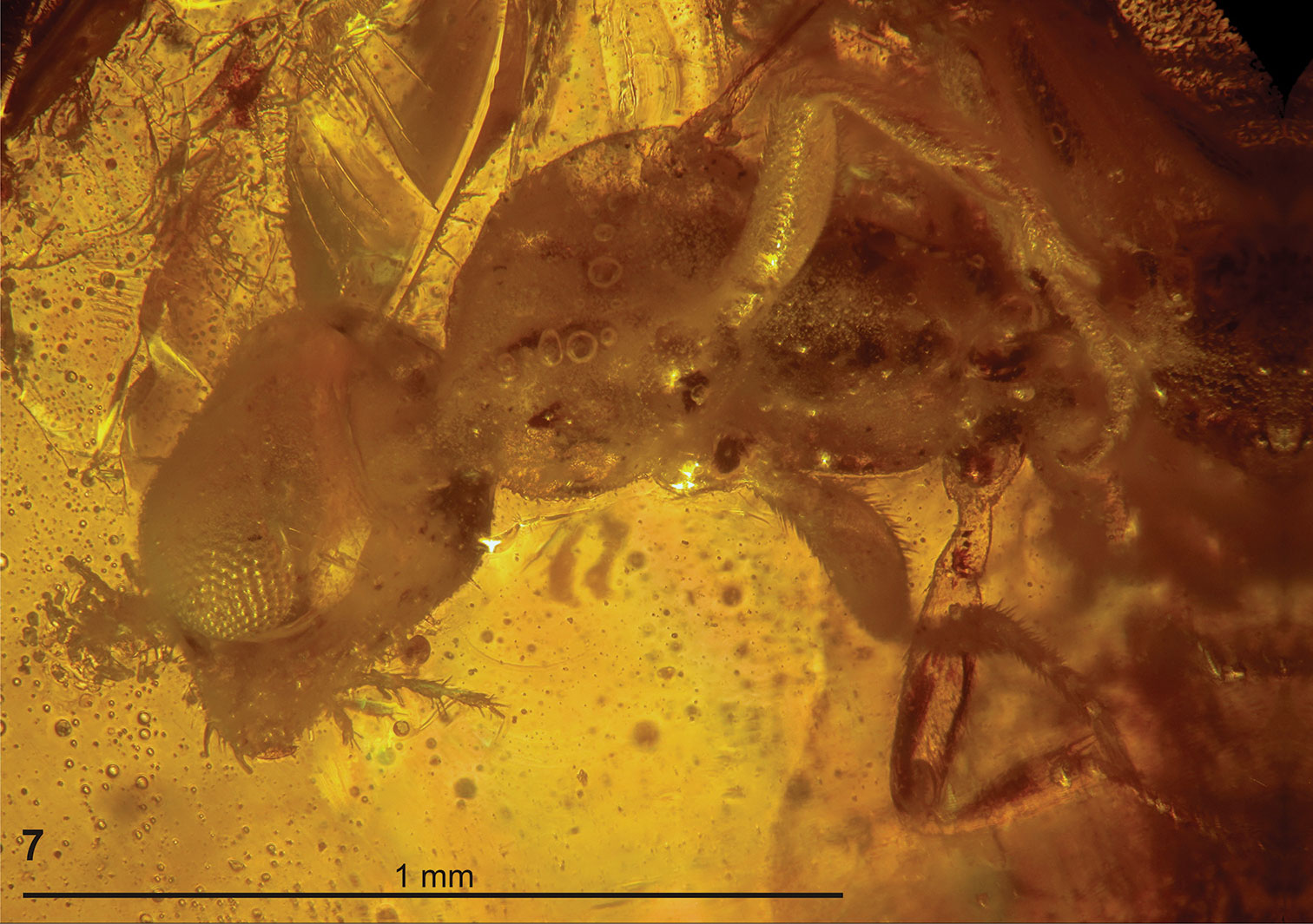 Photograph of a fossil wasp preserved in amber. The photo shows the front part of an insect trapped in translucent yellow-orange amber.