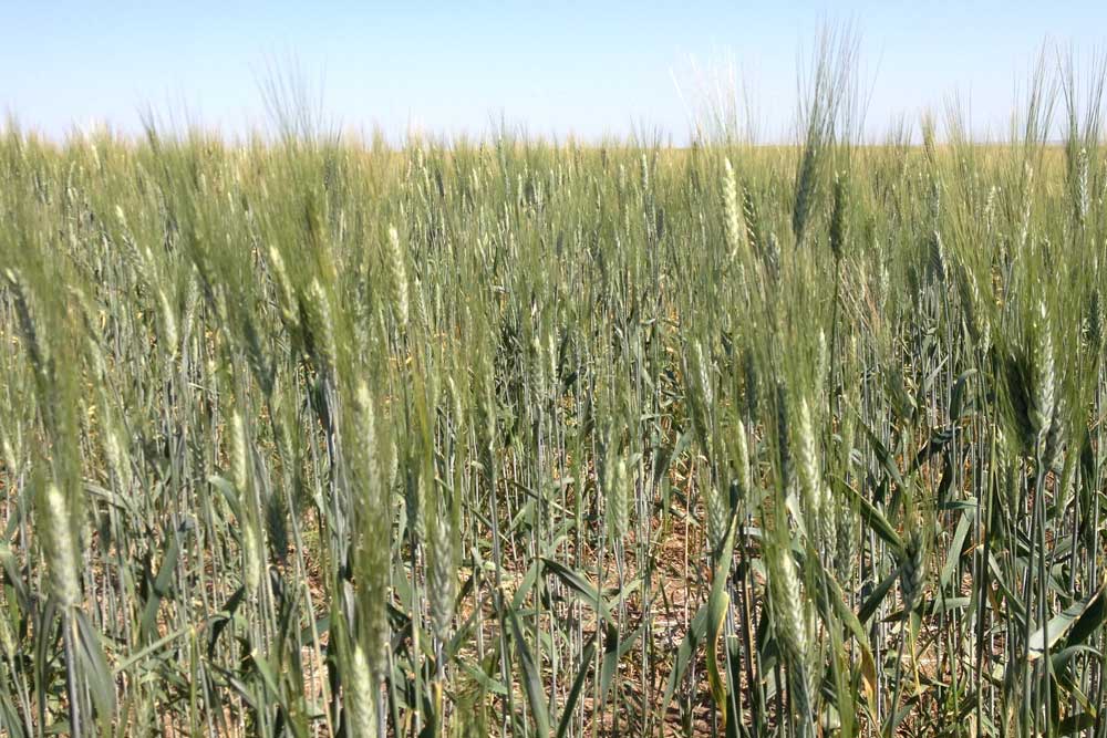 Photograph of wheat growing in a field in North Dakota.