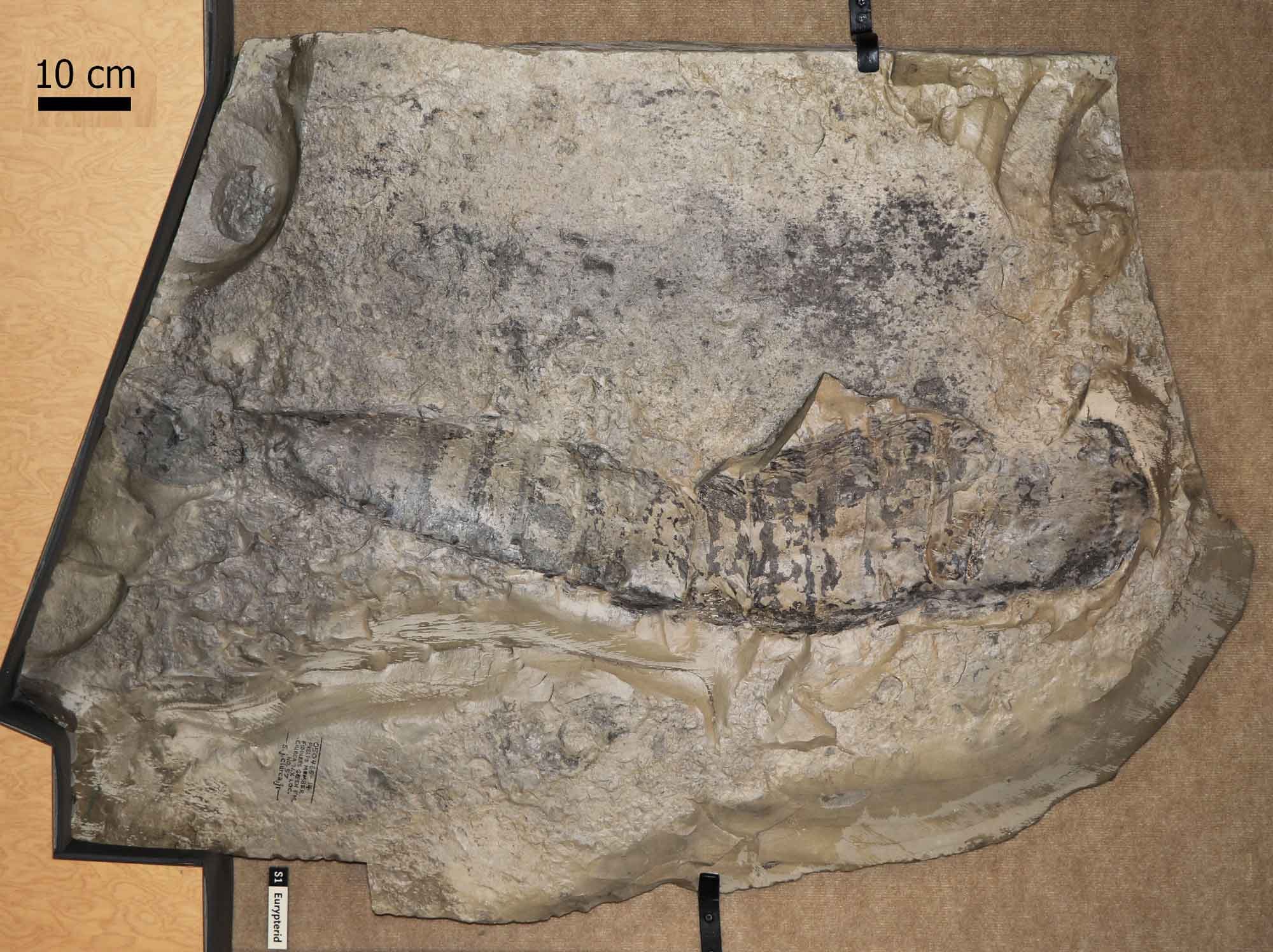 Photograph of the giant eurypterid Acutiramus macrophthalmus on display at the Museum of the Earth, Ithaca, New York.