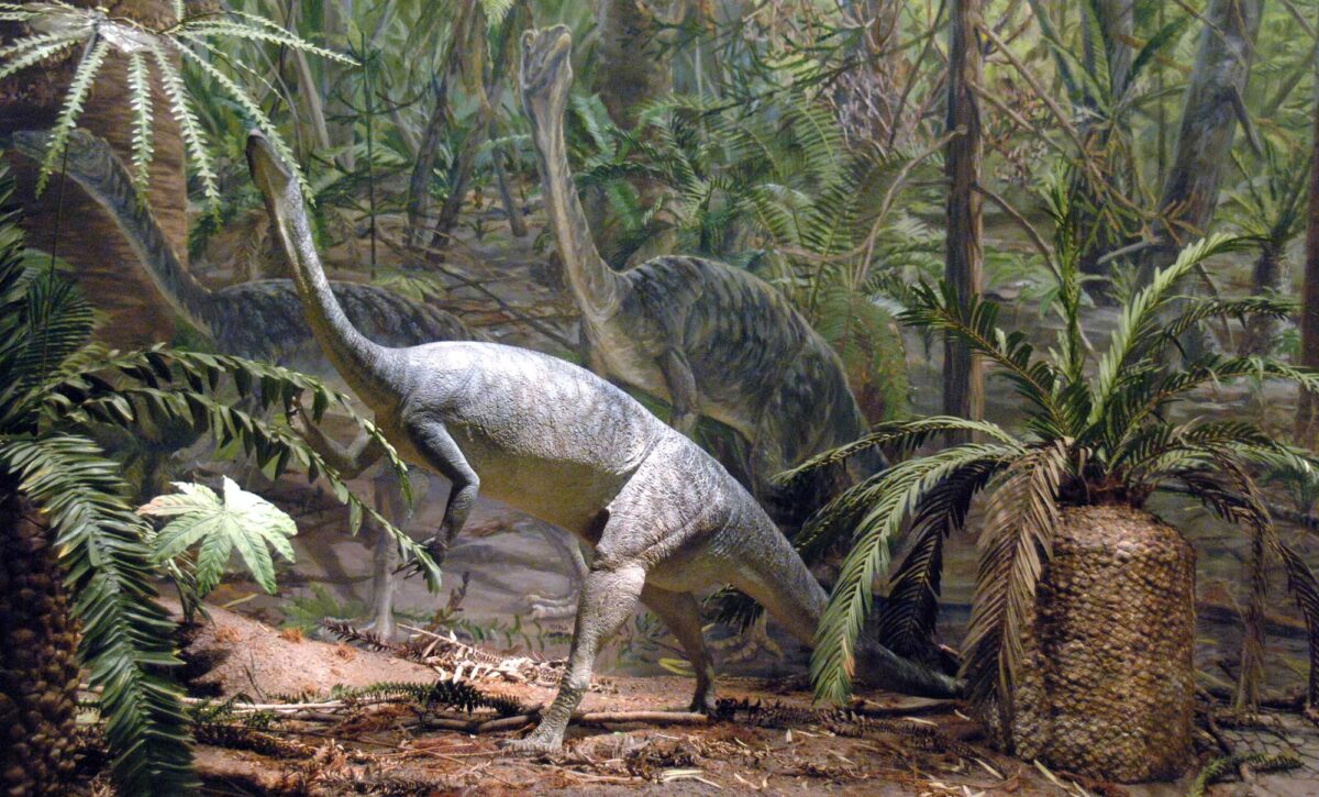 Photograph of a diorama with painted backdrop at Dinosaur State Park in Connecticut. The photo shows a model of Anchisaurus, a bipedal dinosaur with a long neck, standing among plants. The painted background depicts more plants and dinosaurs.