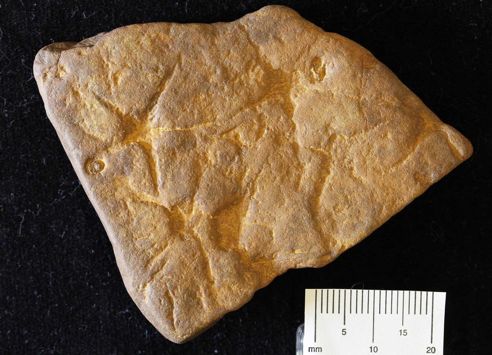 Photograph of a light brown rock with impressions of sea stars on the surface. The rock is from the Miocene of Maryland.