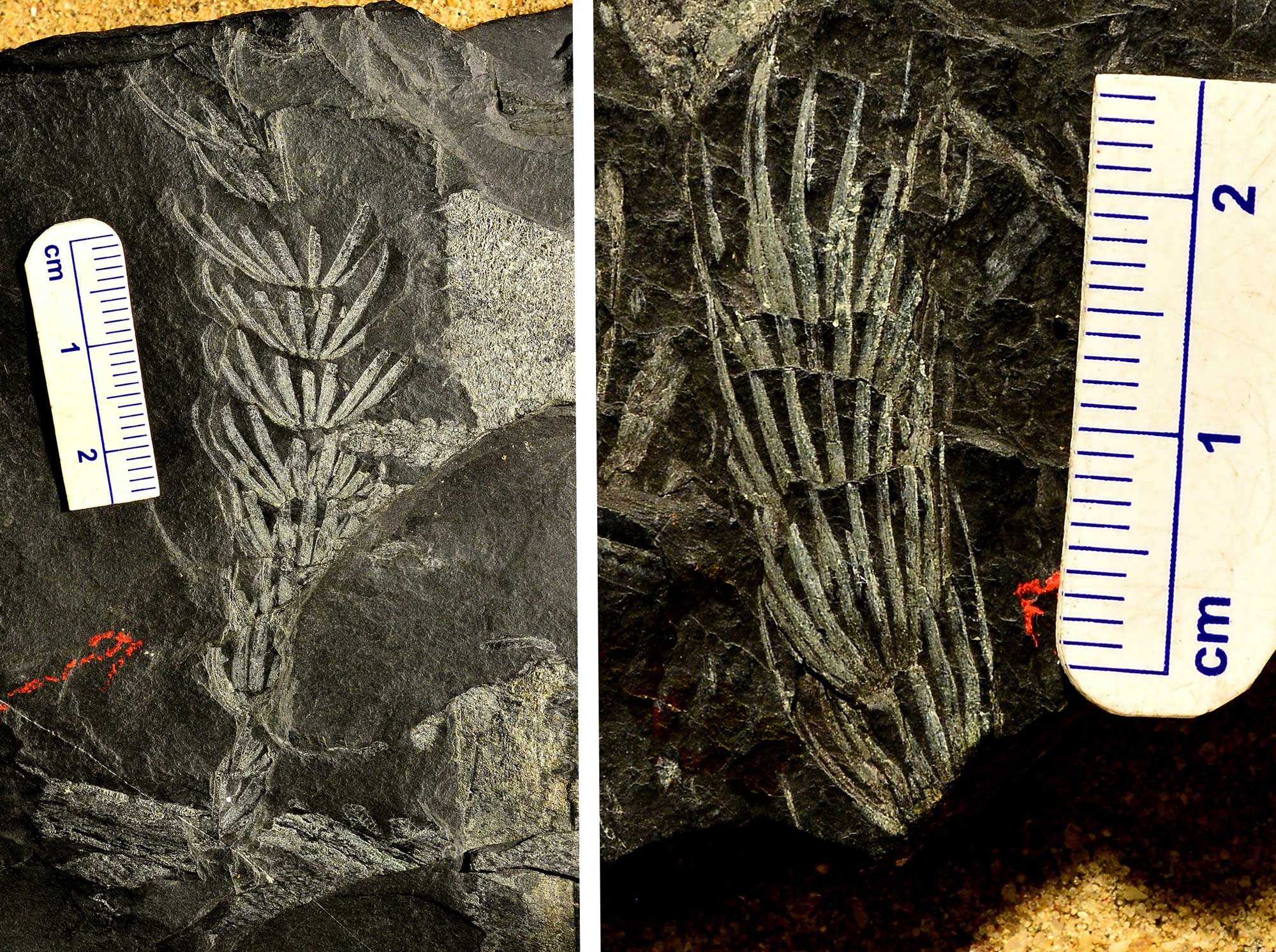 2-panel image showing photographs of Asterophyllites foilage from the Carboniferous of Rhode Island. The photos show whorls of needle-like leaves on thin branches. The fossils are white, whereas the rock is black.
