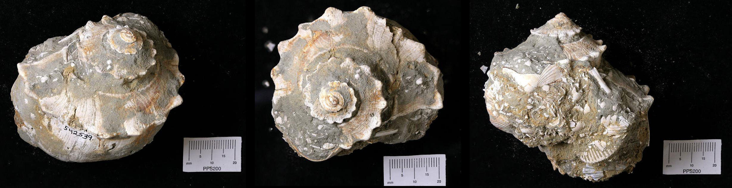 Photograph showing three views of a fossil whelk shell from the Miocene of Maryland.