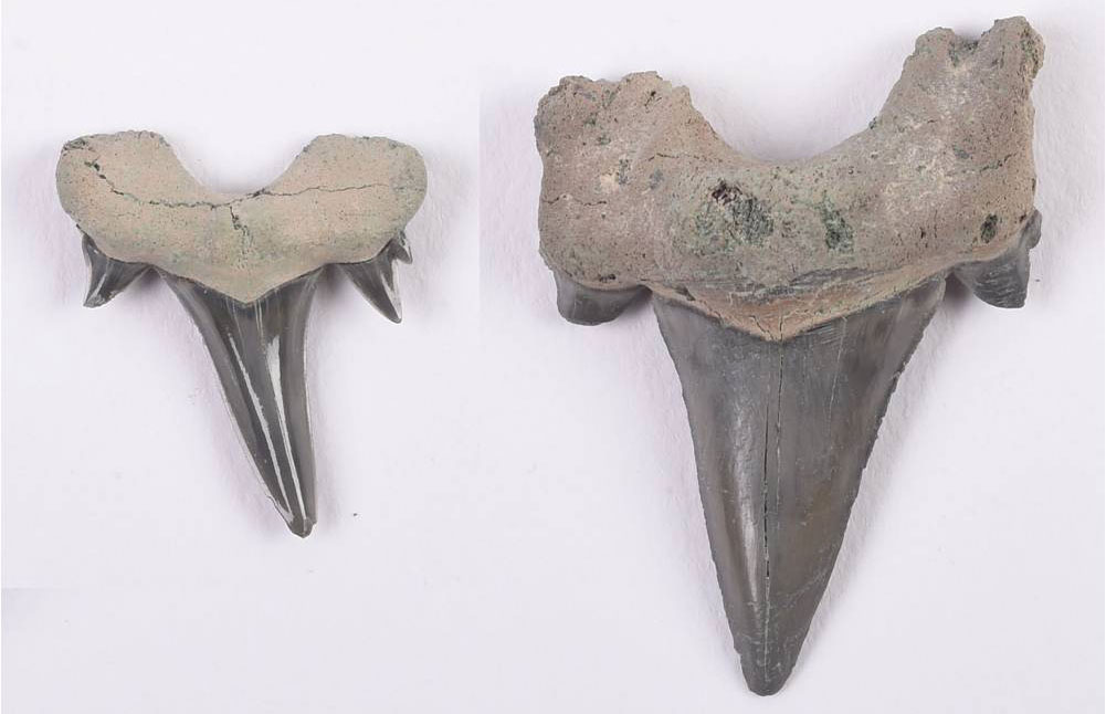 Photograph of two shark's teeth from the Cretaceous of New Jersey. The photo shows two gray-colored teeth, each with a long central point and two much shorter cusps. The roots of the teeth are light gray.