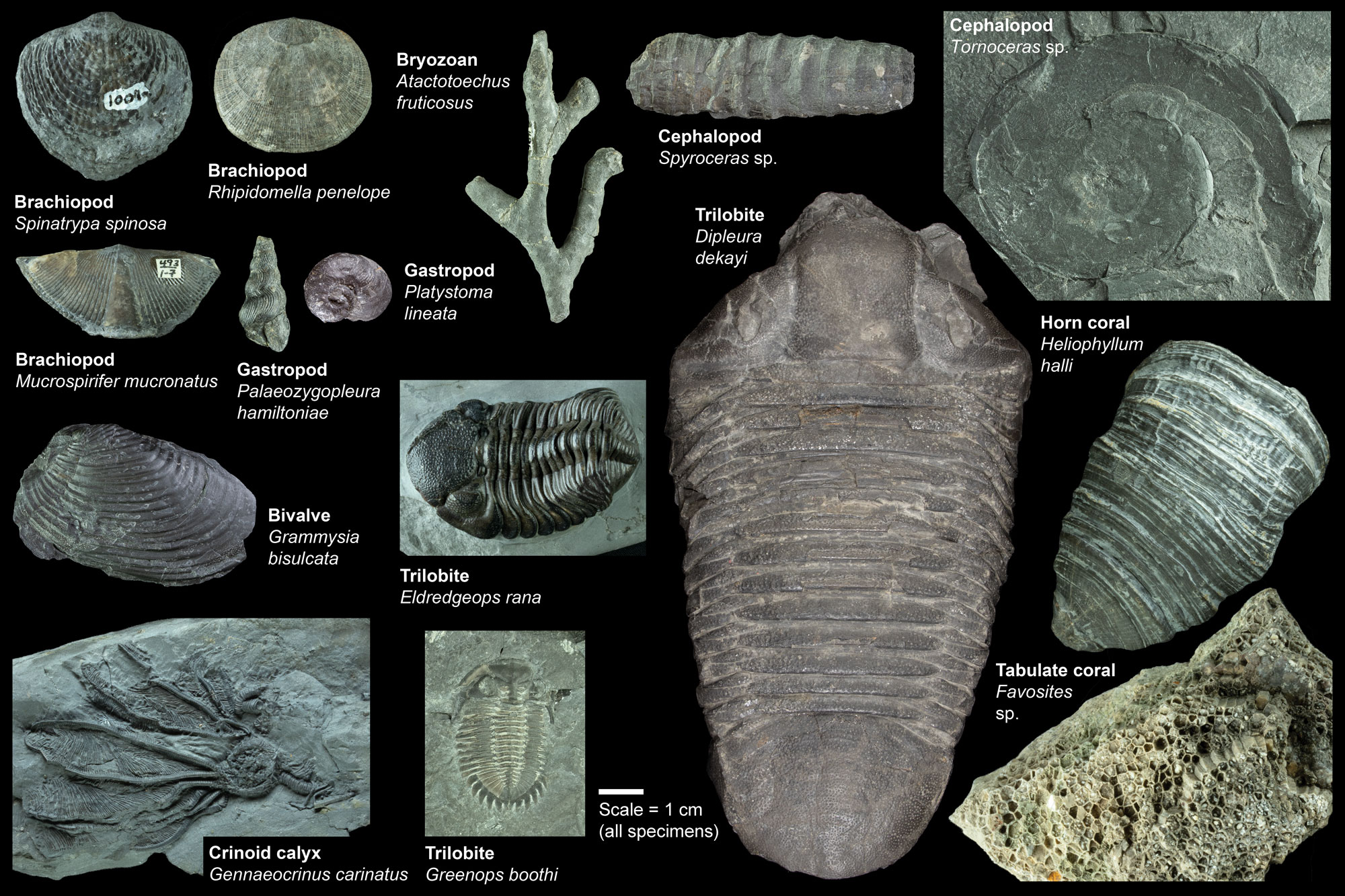 Image showing a diverse assortment of Devonian invertebrate fossils from New York State.