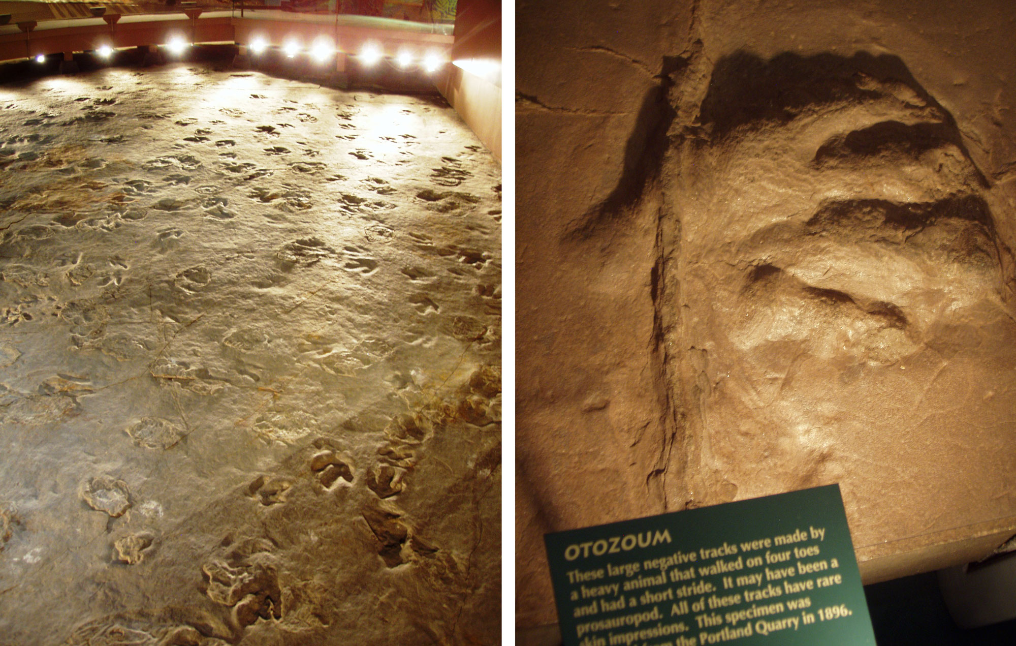 2-panel image showing photographs of dinosaur tracks. Panel 1: Photograph of a trackway with hundreds of 3-toed footprints preserved under a dome at Dinosaur State Park in Connecticut. Panel 2: Photograph of a single, four-toed Otozoum track collected from a quarry in Connecticut.