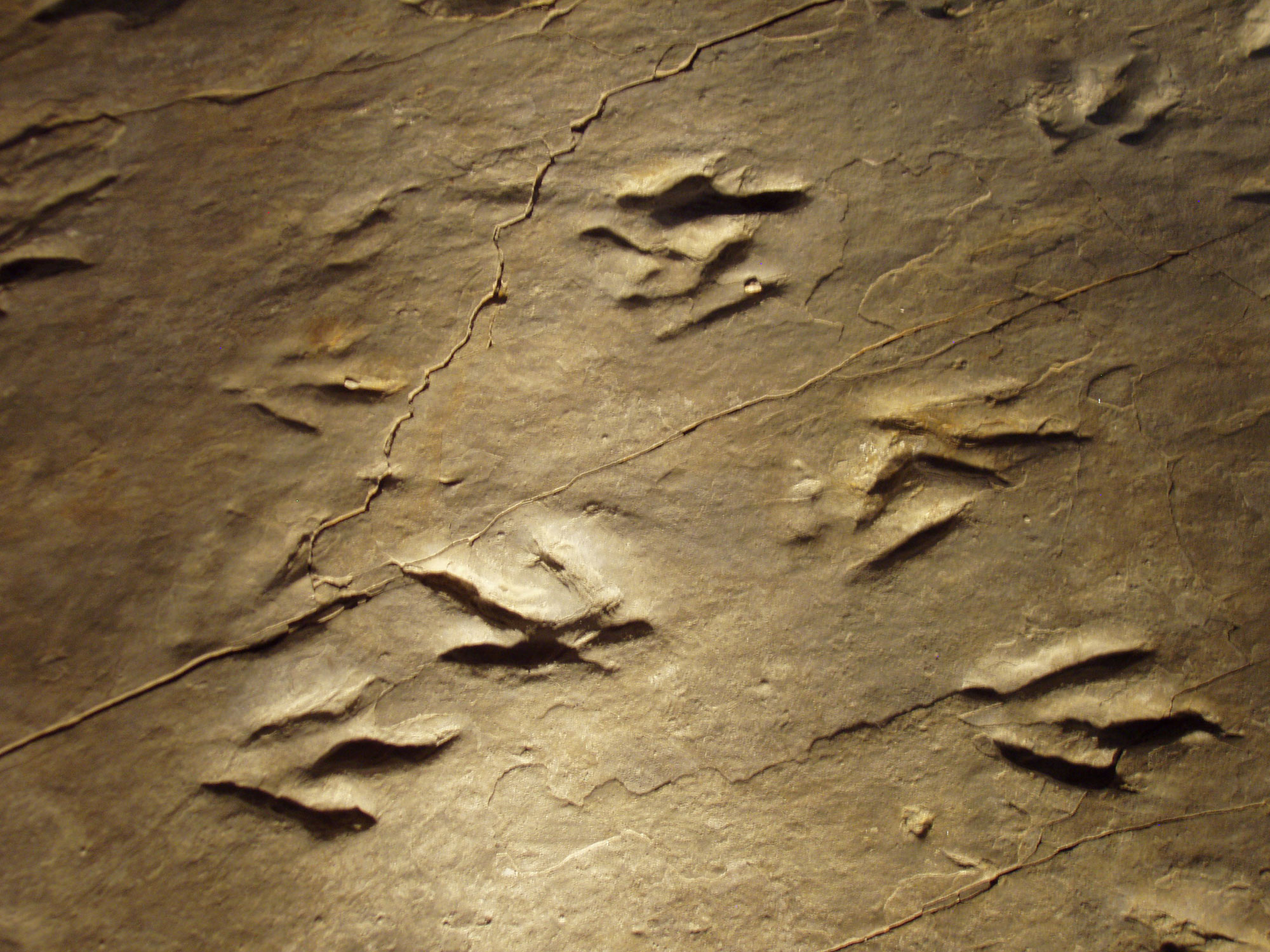 Photograph showing a close-up of three-toed dinosaur tracks preserved at Dinosaur State Park in Connecticut.