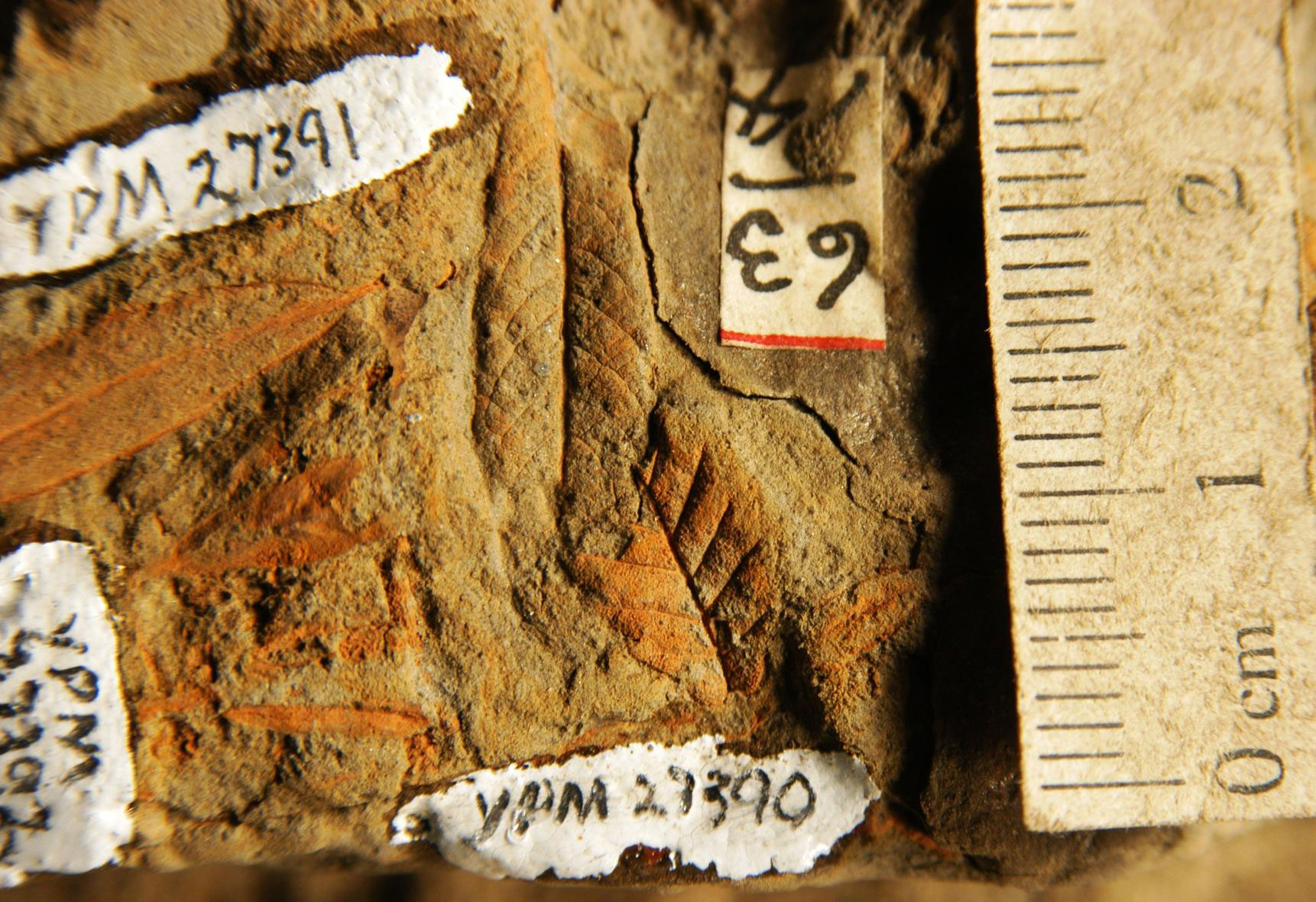 Photograph showing leaf impressions in rock matrix from the Pleistocene of Vermont. The scale at the right edge of the image is nearly 3 centimeters long.