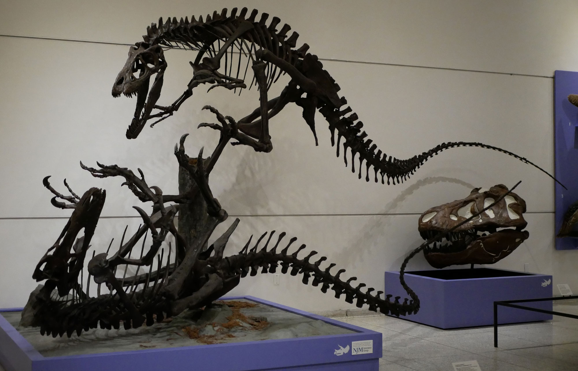 Photograph of a display of Dryptosaurus skeletons on display in New Jersey. The photo shows the mounted skeletons of two carnivorous dinosaurs. One is on its back with its arms and legs in the air in a defensive posture. The other is in the air, pouncing.