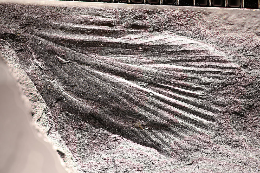 Photograph of the wings of the Carboniferous cockroach Etoblattina from Rhode Island. The photo shows wing impressions with venation preserved.