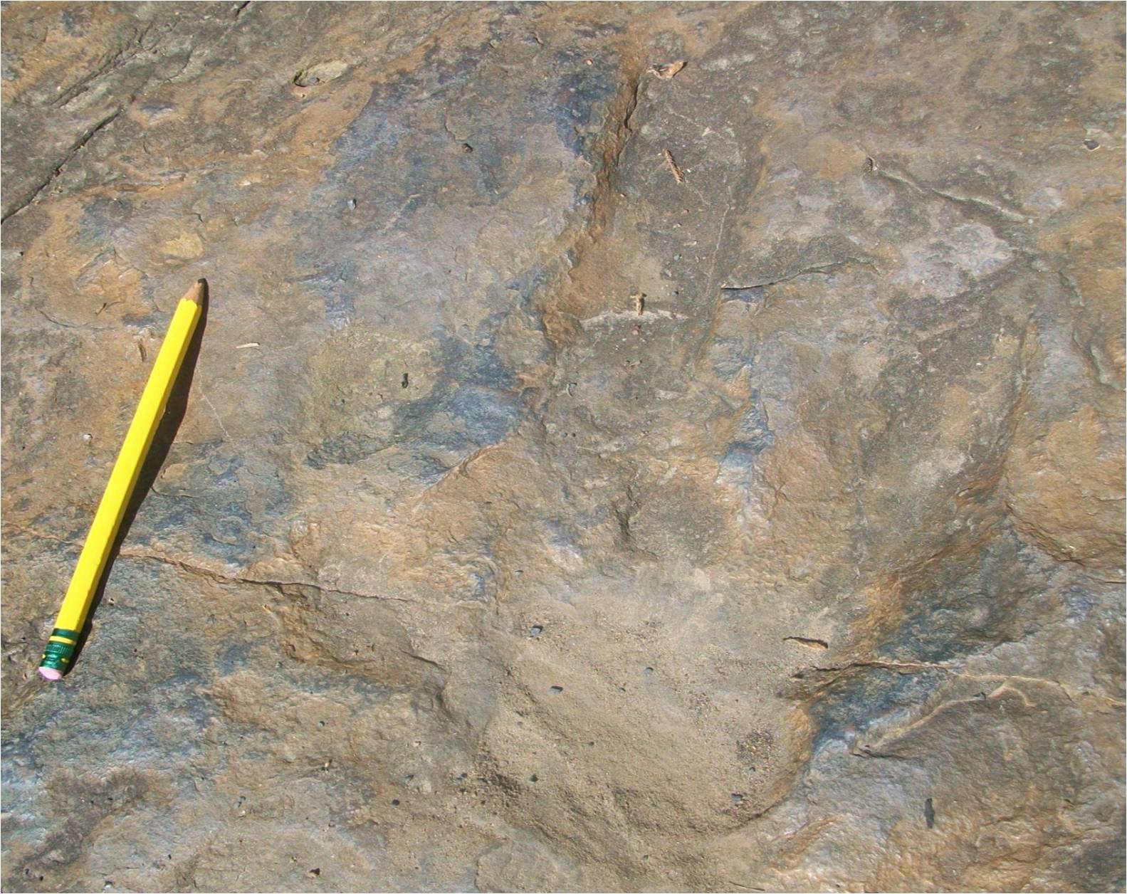 Photograph of a track of Eubrontes from Dinosaur Footprints Reservation in Massachusetts. The photo shows a large three-toed track impression with a yellow pencil for scale. The track is longer than the pencil.