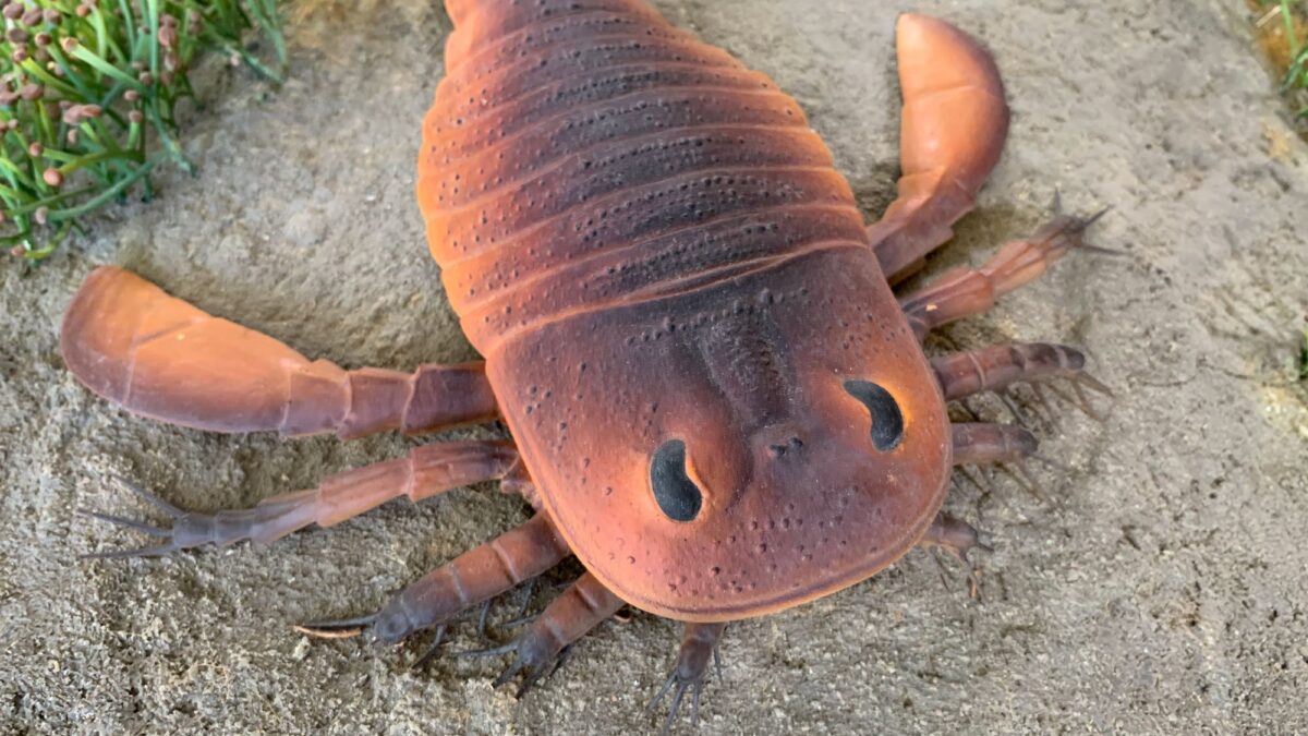 Photograph of a model of the Silurian sea scorpion Eurypterus.